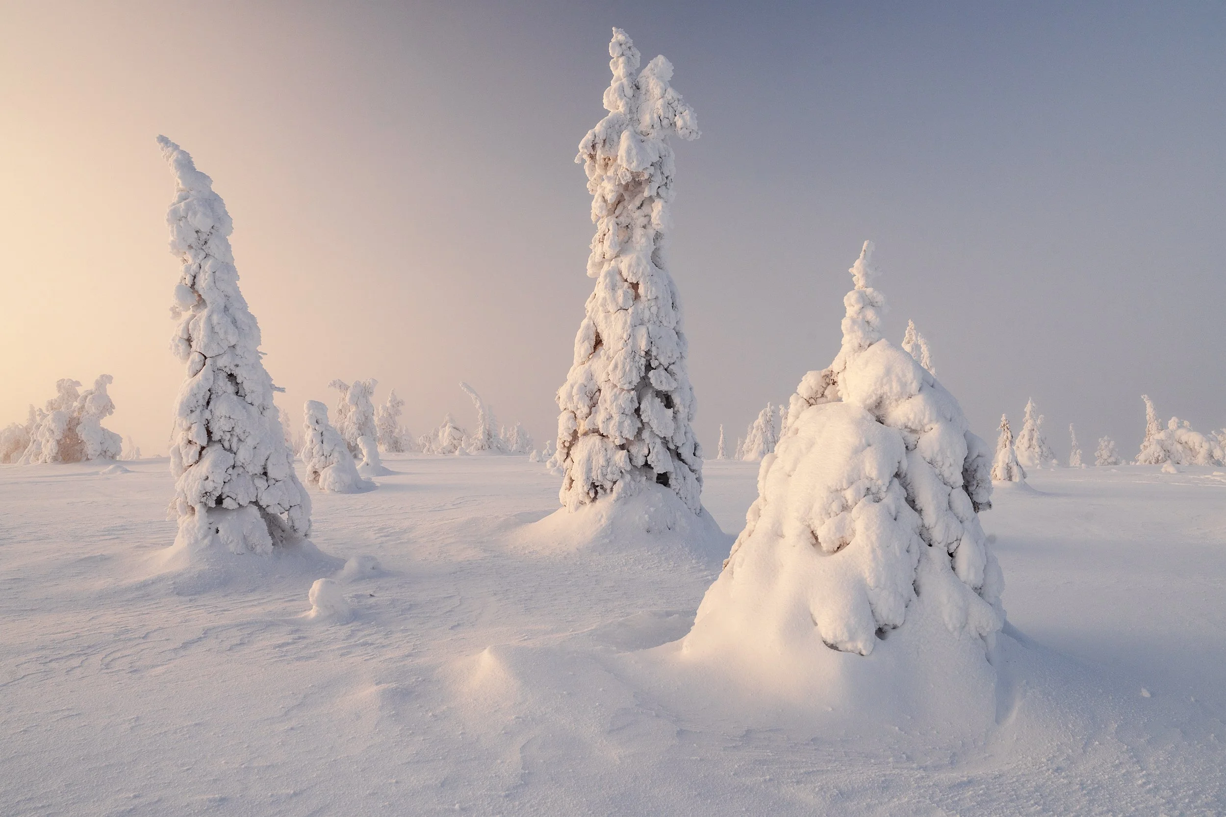 Snow-covered trees in a winter landscape during sunset or sunrise with a cloudy sky.