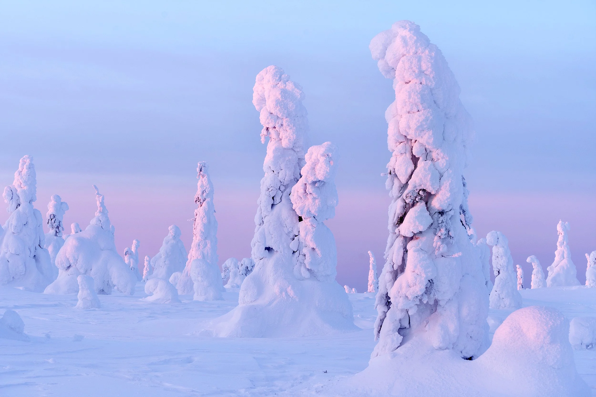 Snow-covered trees in a winter landscape with a pinkish sky.