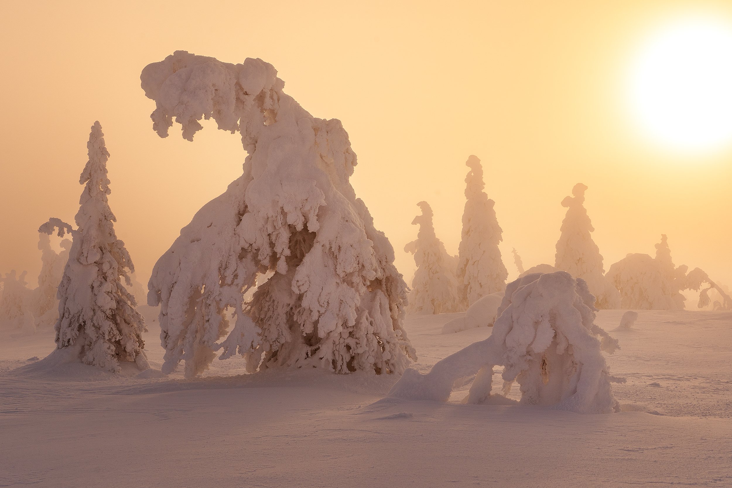Snow-covered trees in a winter landscape with a setting or rising sun in the background.