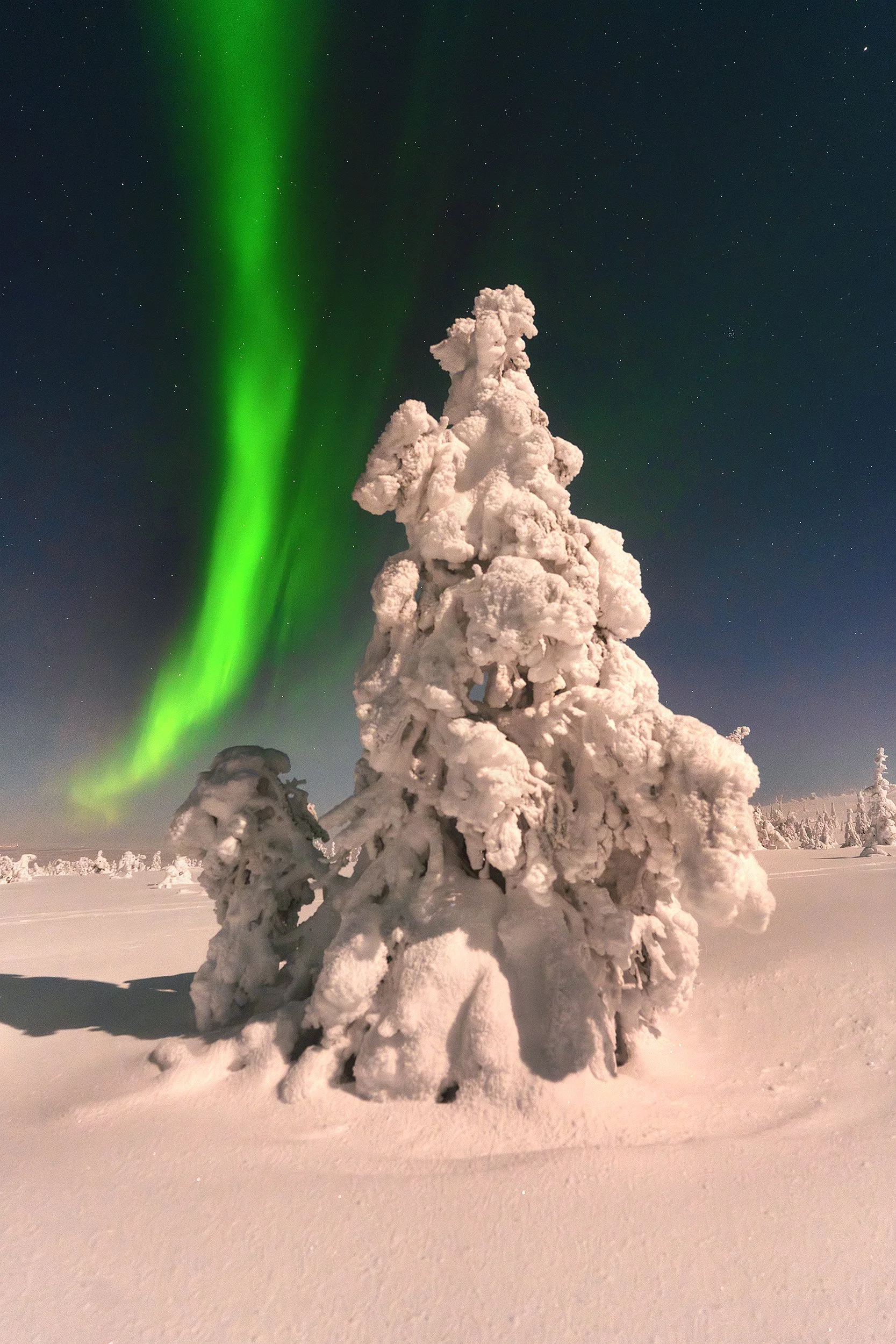 Snow-covered pine tree under the northern lights in a snowy landscape at night.