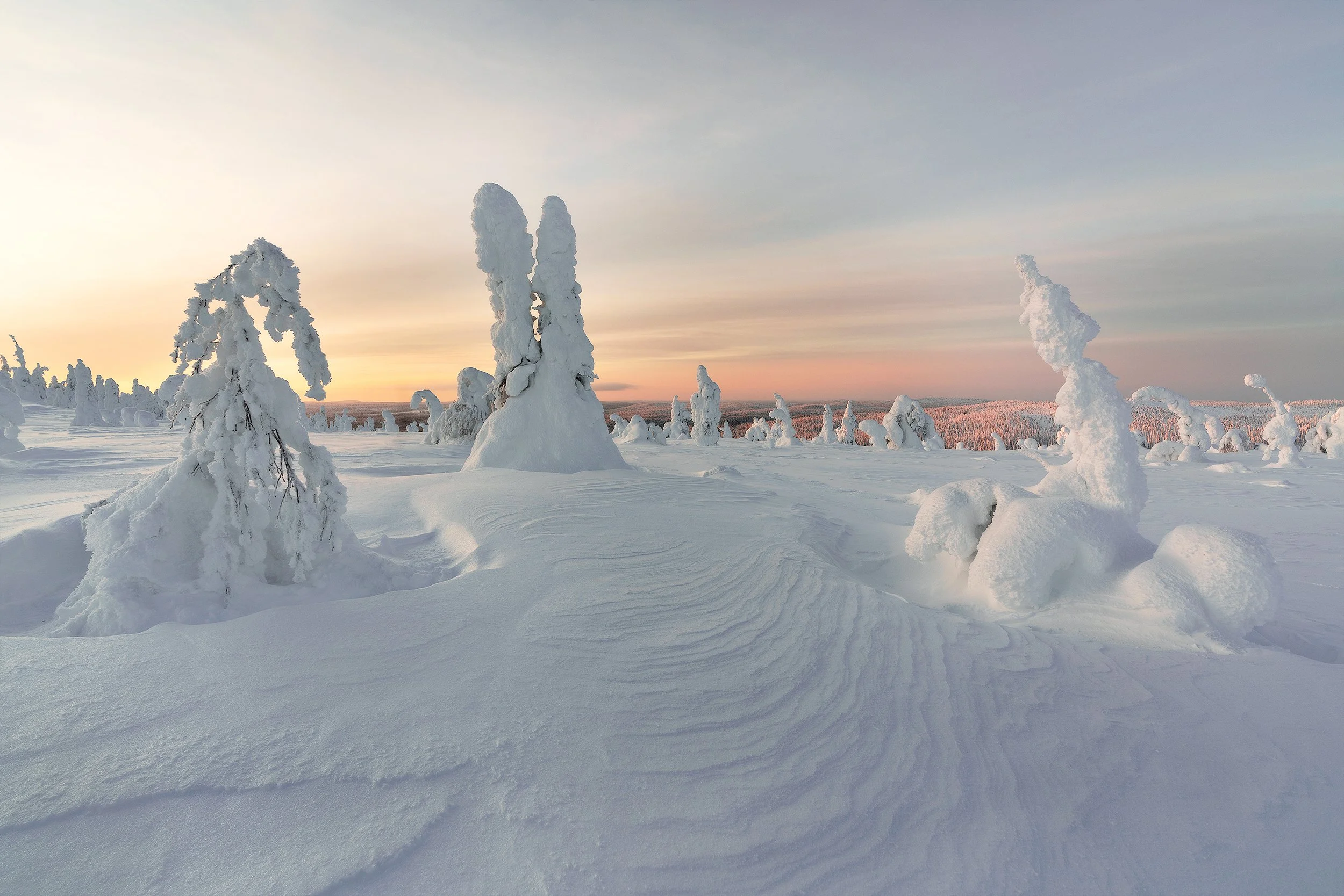 Snow-covered trees in a winter landscape at sunrise or sunset with colorful sky