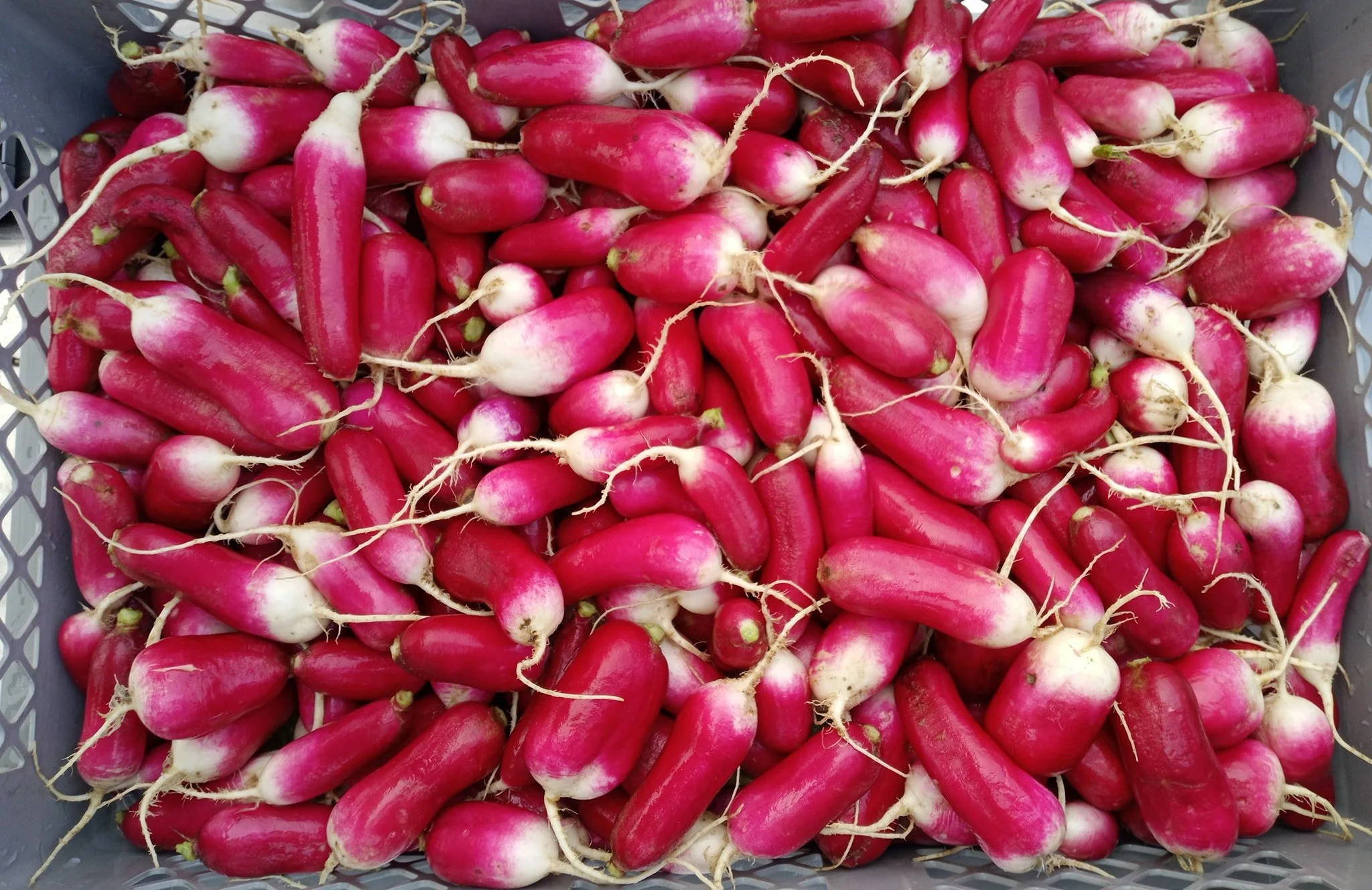 Radish, French Breakfast.jpg