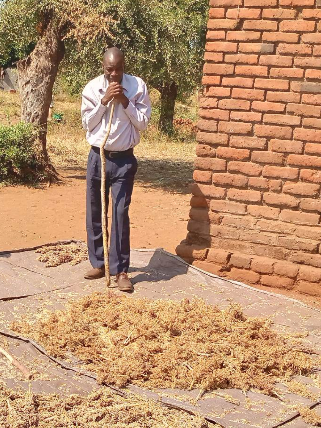 A man in a white shirt and dark pants standing outdoors, holding a stick, with a pile of millet grains on the ground, near a brick wall and trees.