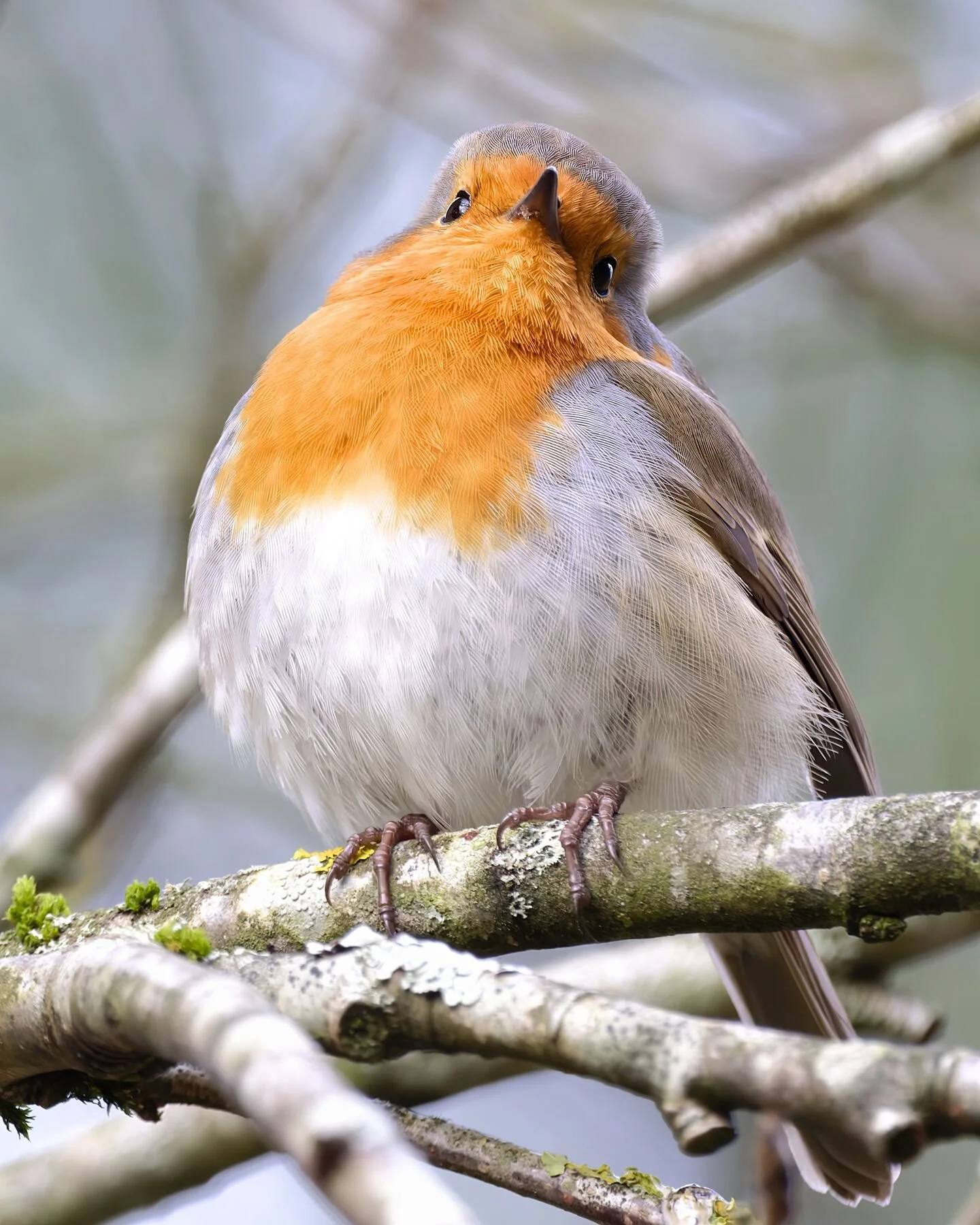 A lone robin pauses on a lichen‑covered branch, its bright orange breast glowing softly against the muted woodland backdrop. The shallow depth of field draws the eye straight to the bird’s delicate posture — alert, curious, and full of quiet characte