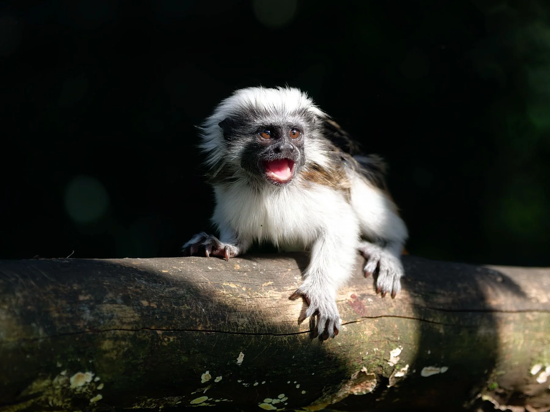 This intimate portrait of a cotton‑top tamarin captures the rare primate in a moment of pure expression — crest flared, mouth open, eyes alive with alert intelligence. Illuminated by a shaft of natural light, the tamarin’s iconic white crown glows ag