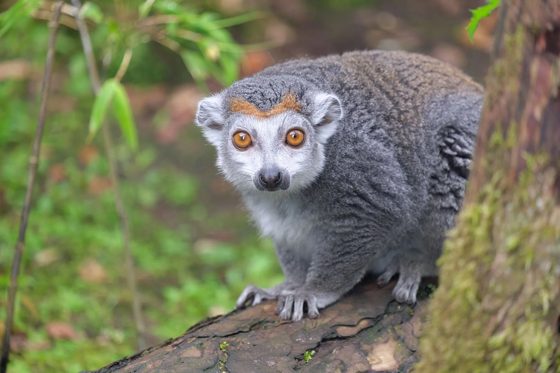 This intimate portrait captures a lemur poised on a weathered trunk, its amber eyes glowing with curiosity and quiet intelligence. Soft forest light brushes across its fur, revealing delicate textures while the surrounding greenery melts into a gentl