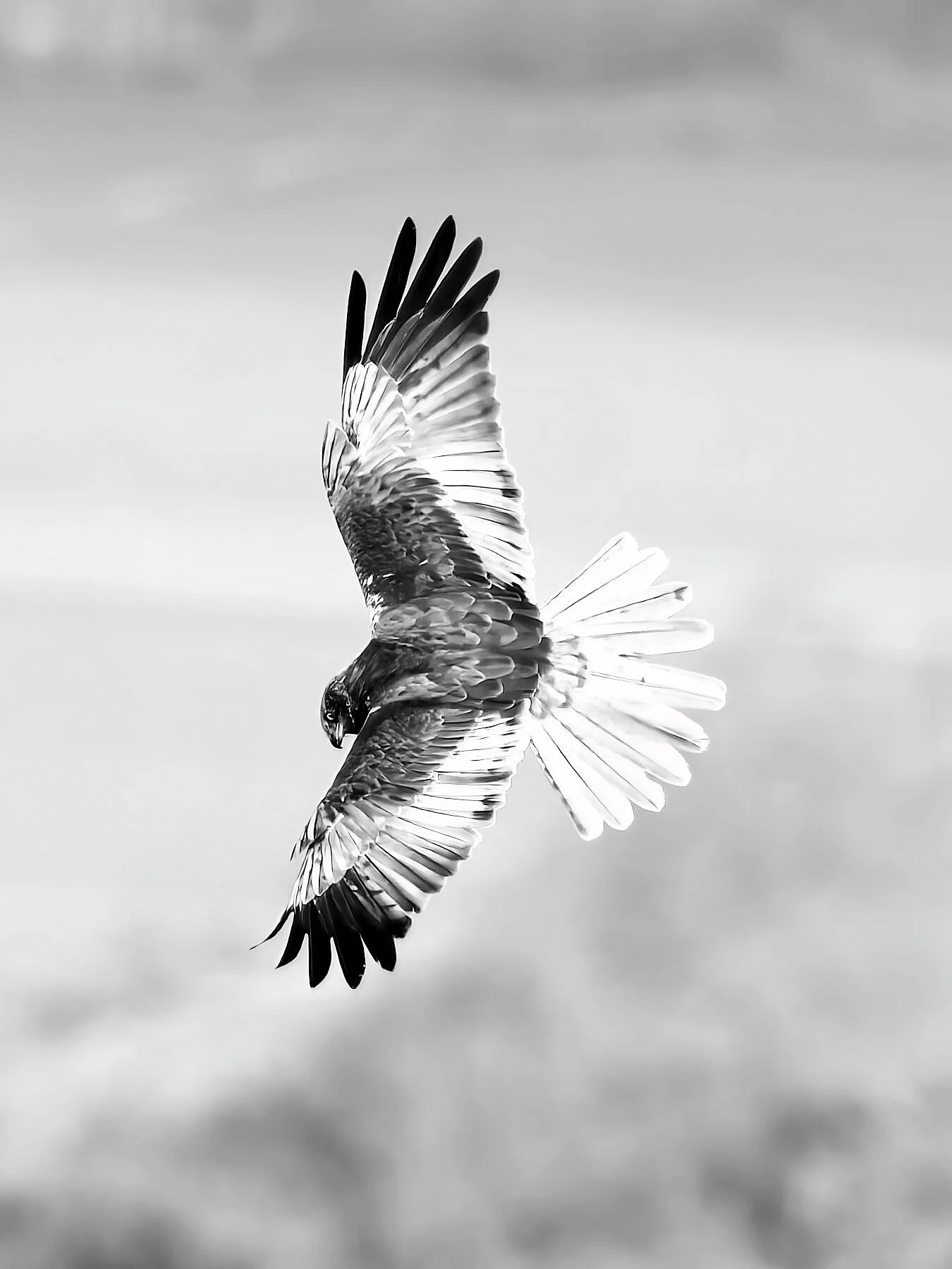 Suspended in a moment of pure instinct, a marsh harrier glides through the pale air — wings carved in light and shadow, each feather a brushstroke of precision and grace. This monochrome composition captures the silent poetry of the hunt, where motio
