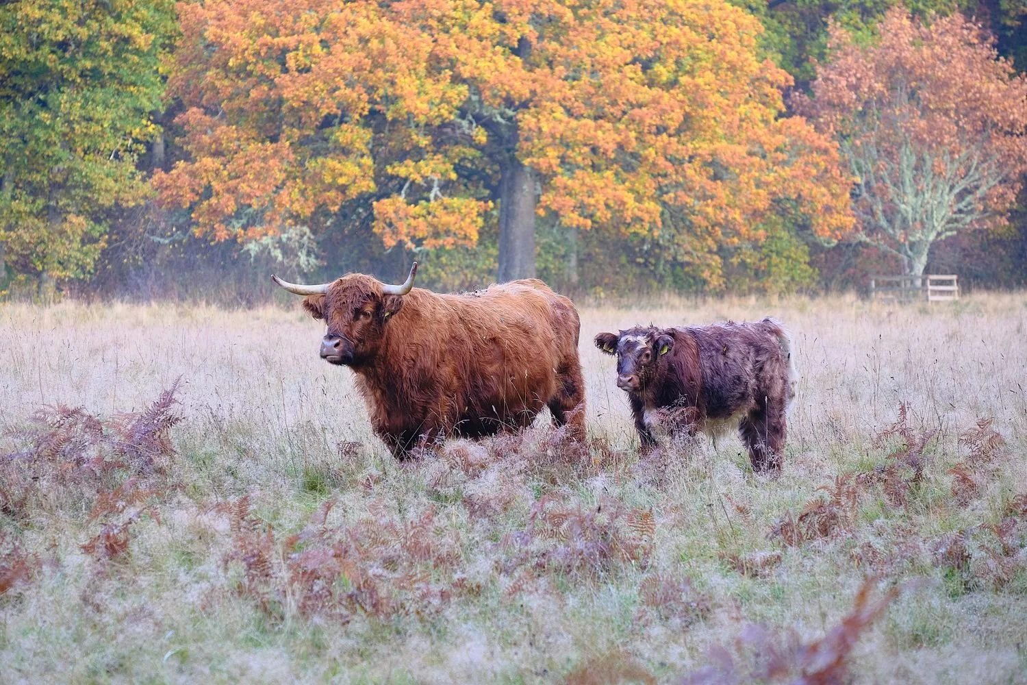 Autumn Guardians of the Glen