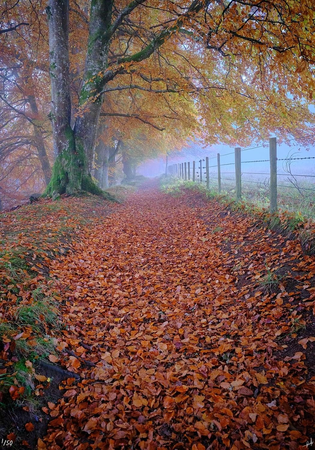 Where the Mist Gathers