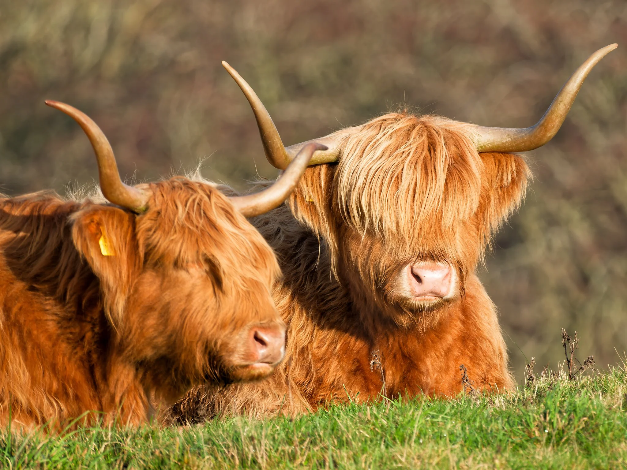 Two Highland cows rest peacefully on the lochside grass, their long, shaggy coats glowing softly in the muted light of the Angus countryside. Their curved horns and gentle expressions give them a timeless presence, as if they’ve settled into the land