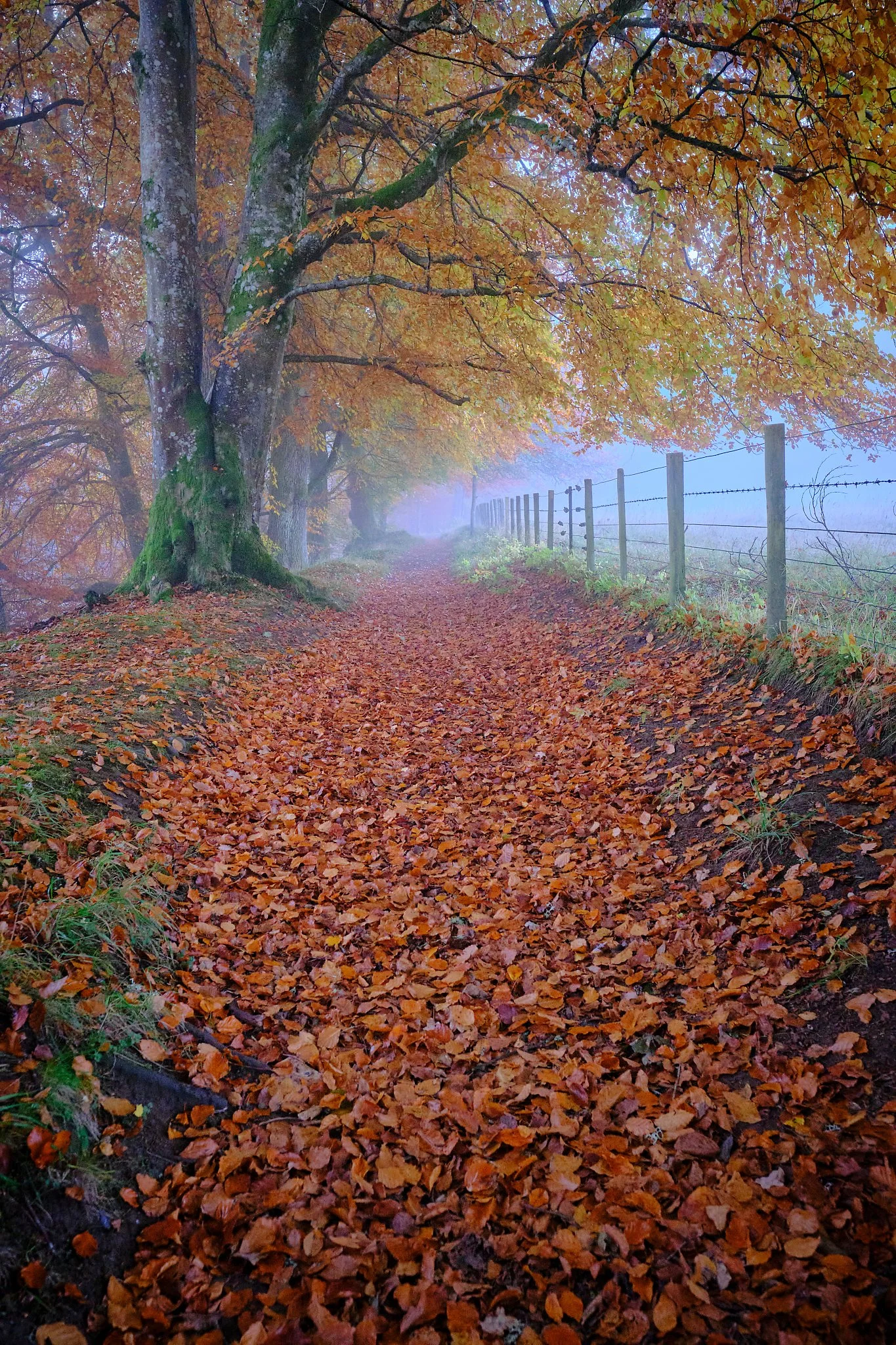 A quiet autumn path near the River Garry in Killiecrankie, where ancient trees lean gently over a carpet of fallen leaves and the morning mist softens the world beyond the fence line. This photograph captures the stillness of the Highlands in transit