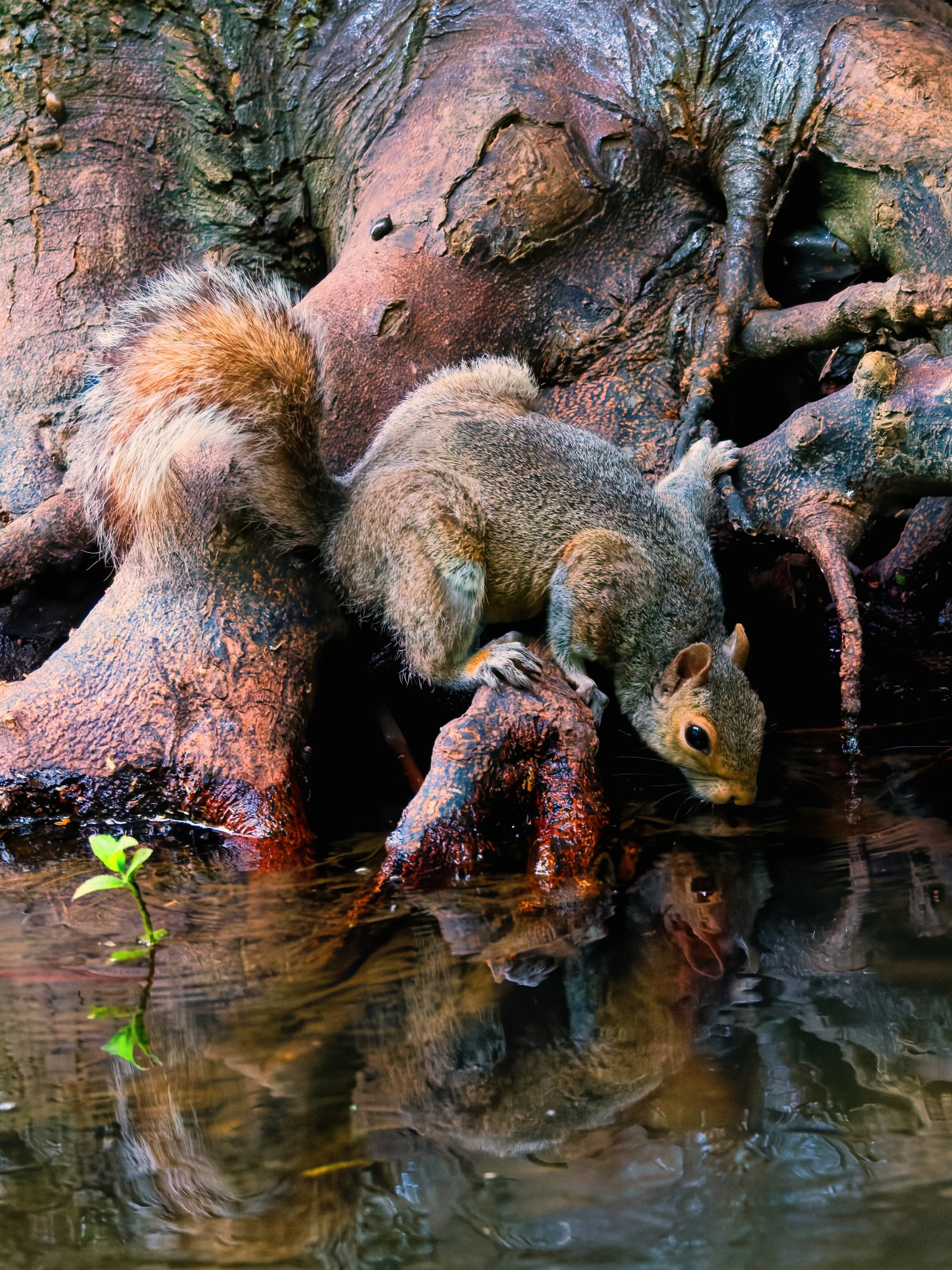 A moment of quiet grace unfolds as a grey squirrel leans from the gnarled roots of an ancient tree to sip from the still water below. The reflection ripples gently, mirroring the delicate balance between curiosity and survival. The earthy textures of