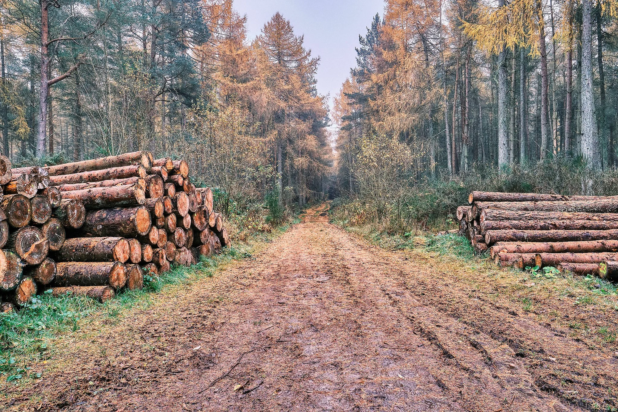 Photographed in Dronley Woods, north of Birkhill in Angus, this image captures a quiet moment where industry and wilderness meet. Neatly stacked logs frame a winding forest track, drawing the eye toward the warm autumn tones rising through the trees.