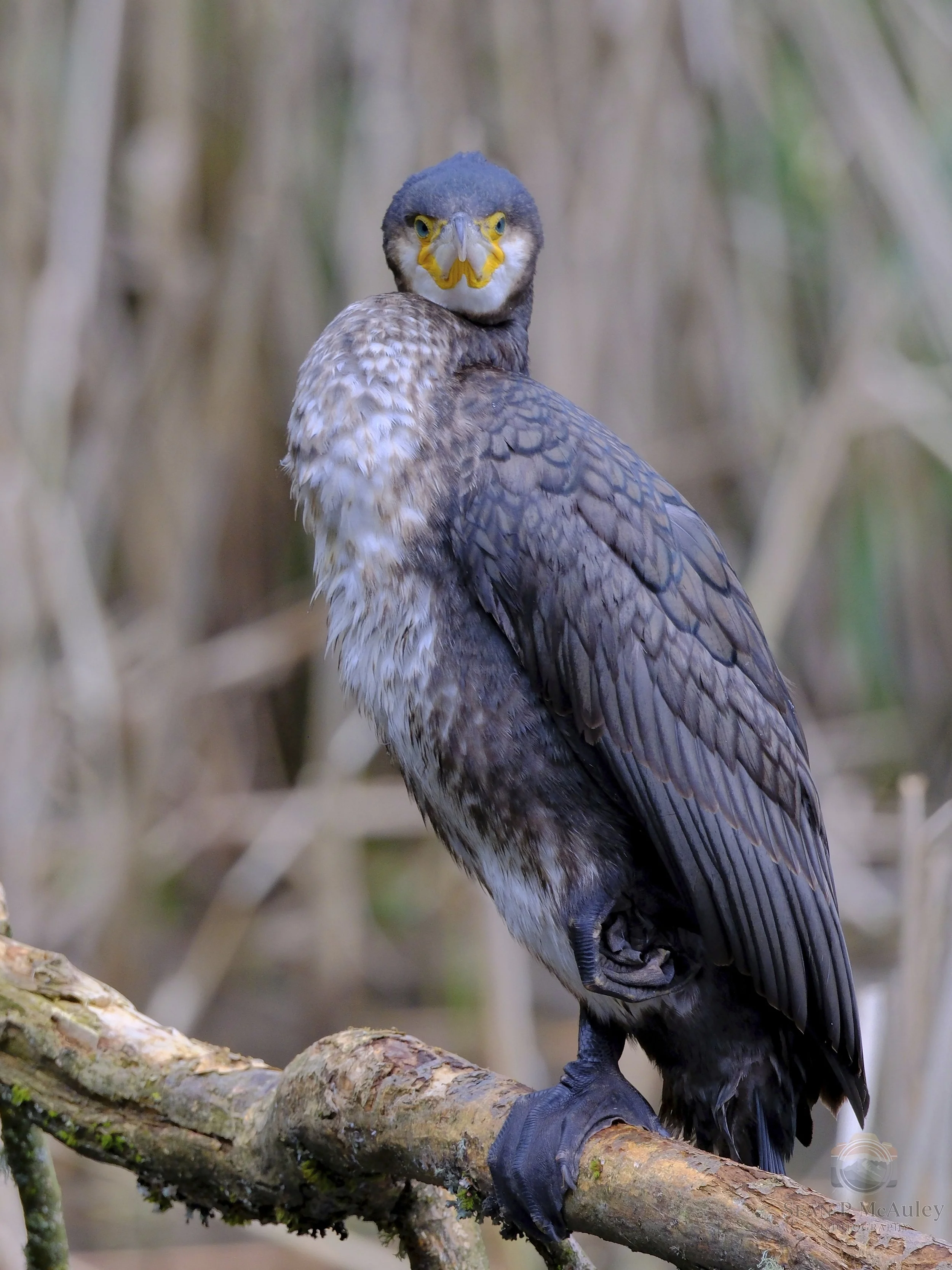 A lone cormorant stands poised among the soft blur of golden reeds, its dark plumage catching the quiet light of the wetlands. There’s a stillness here—a moment suspended between water and sky—where the bird’s alert posture hints at both patience and