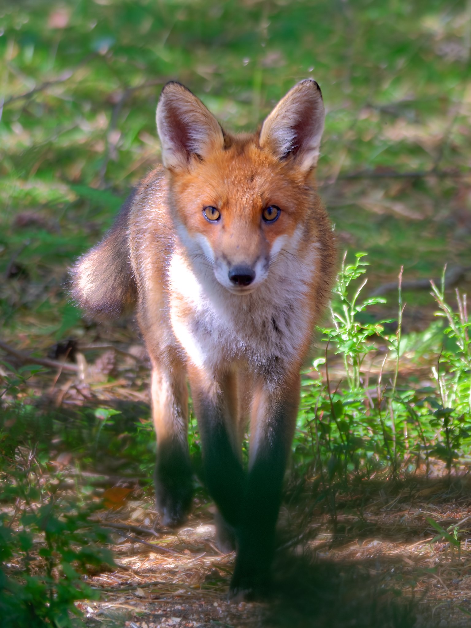 In the hush of Dronley Woods, a red fox emerges — poised between curiosity and command. Sunlight filters through the canopy, painting its russet coat in gold and amber, while its gaze holds the quiet intelligence of the wild. This fine‑art print capt