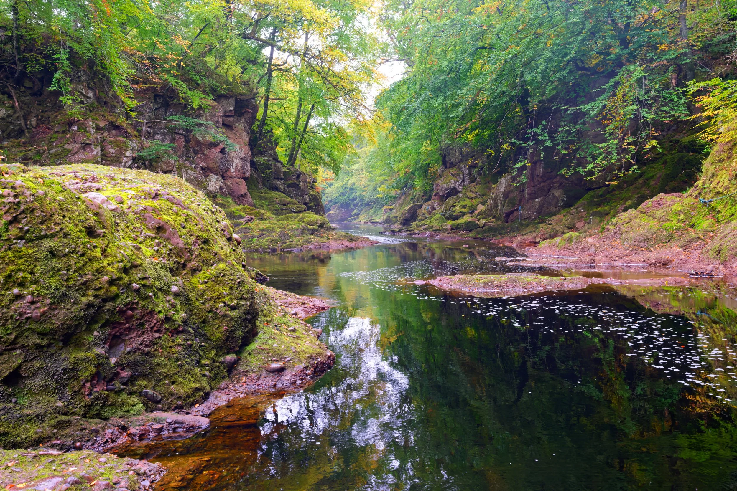 The River North Esk winds quietly through its steep, moss‑covered gorge, the water moving with a slow, glassy confidence that reflects the forest rising above it. Layers of green—ferns, moss, and overhanging branches—soften the rugged stone walls, wh