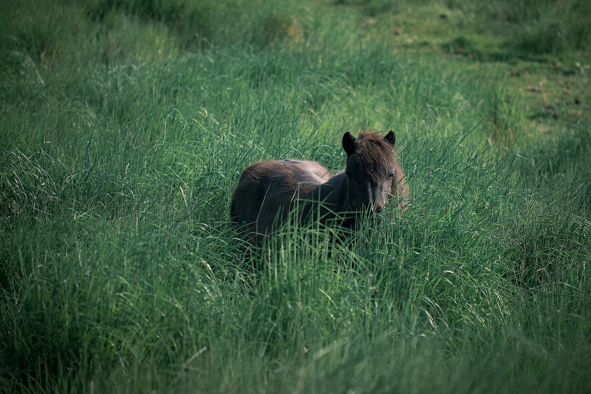 SM053 - Meadow Solitude