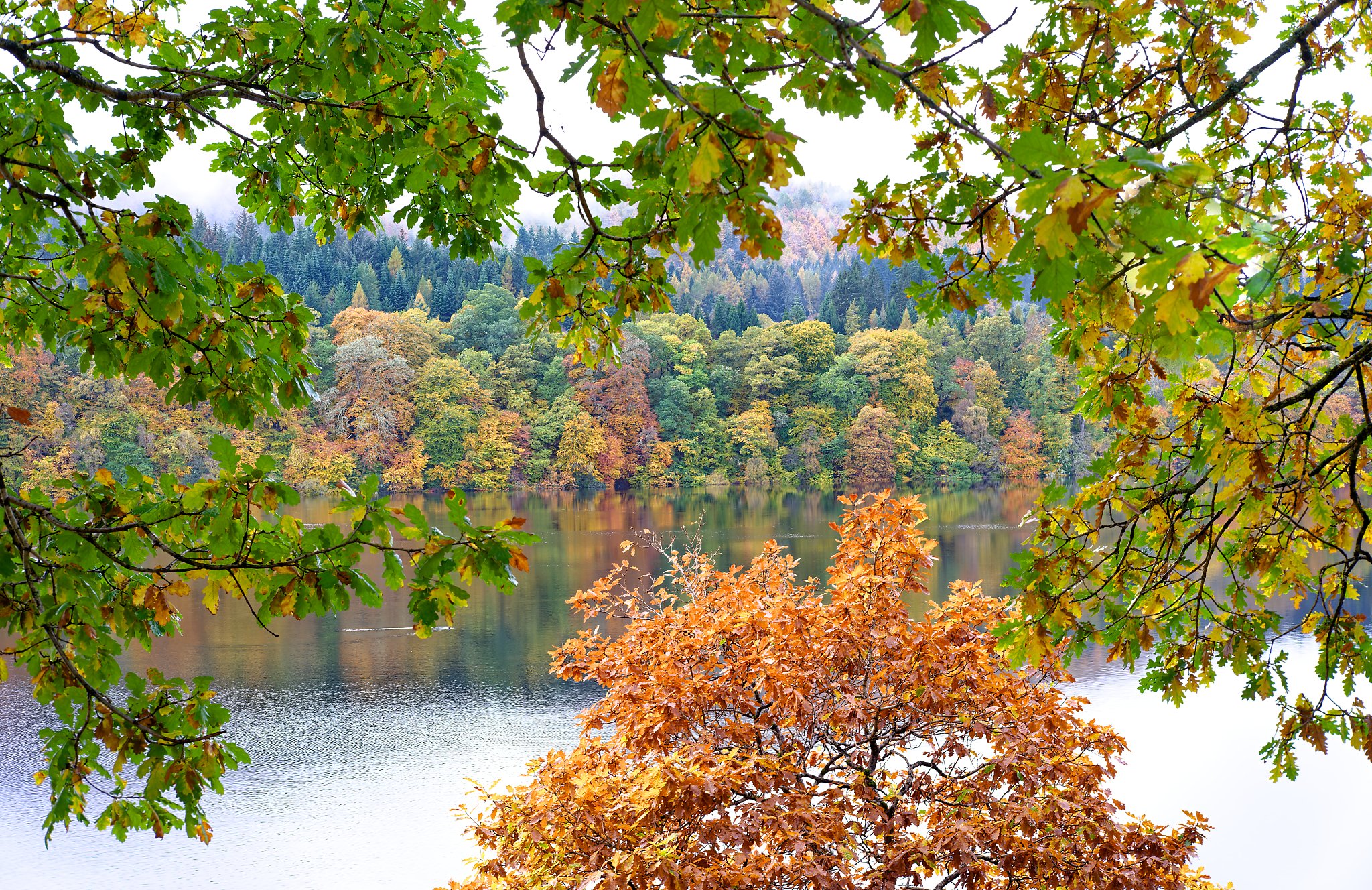 From beneath a canopy of ancient oak leaves, a hidden view unfolds across the tranquil waters of Loch Faskally. Rich autumn colours gather along the shoreline, their reflections gently mirrored in the still loch, while soft mist drapes the distant wo