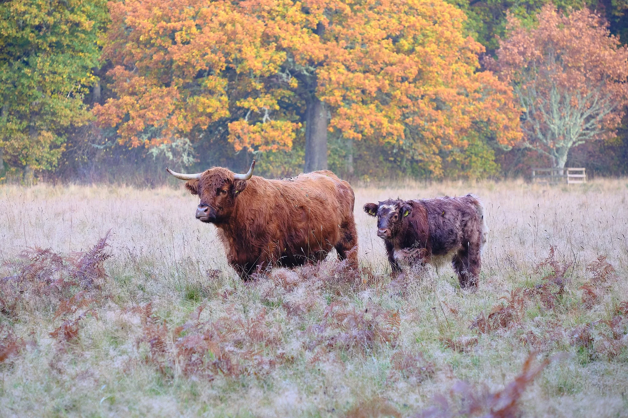 Bathed in the soft glow of an autumn afternoon, two Highland cattle stand quietly in a field brushed with gold. Their shaggy coats catch the warm light, echoing the fiery hues of the turning trees behind them. One stands tall and steady, horns sweepi