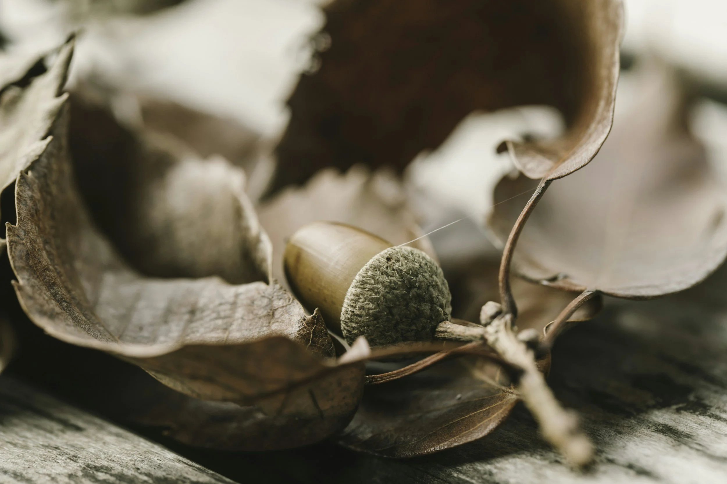 Close-up of acorns inside a dried, curled leaf on a wooden surface.