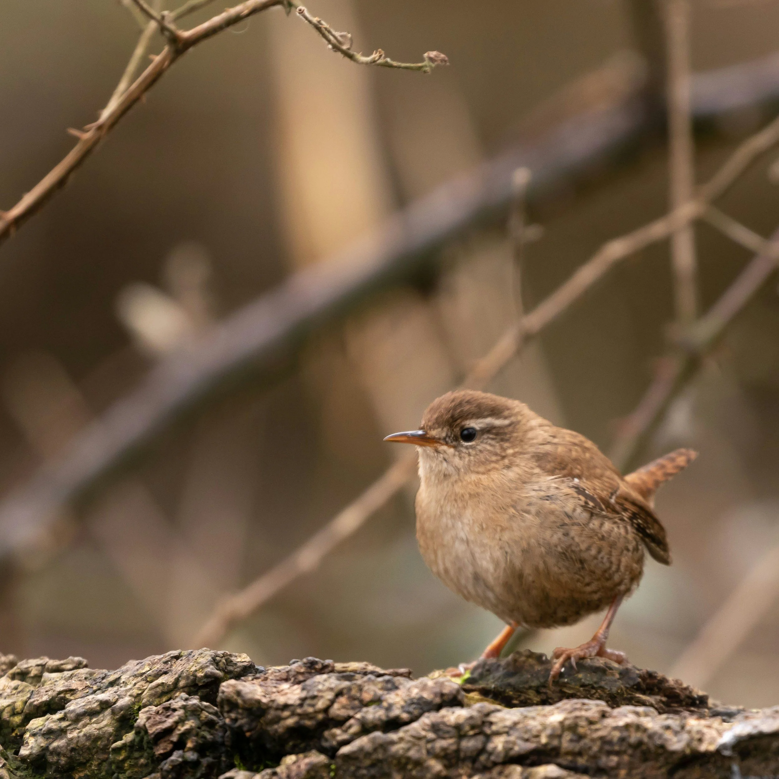 Close-up of a small brown bird standing on a textured tree branch.