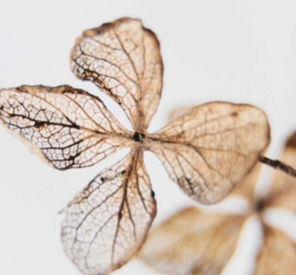 Close-up of a dried, brown, translucent flower with visible veins.