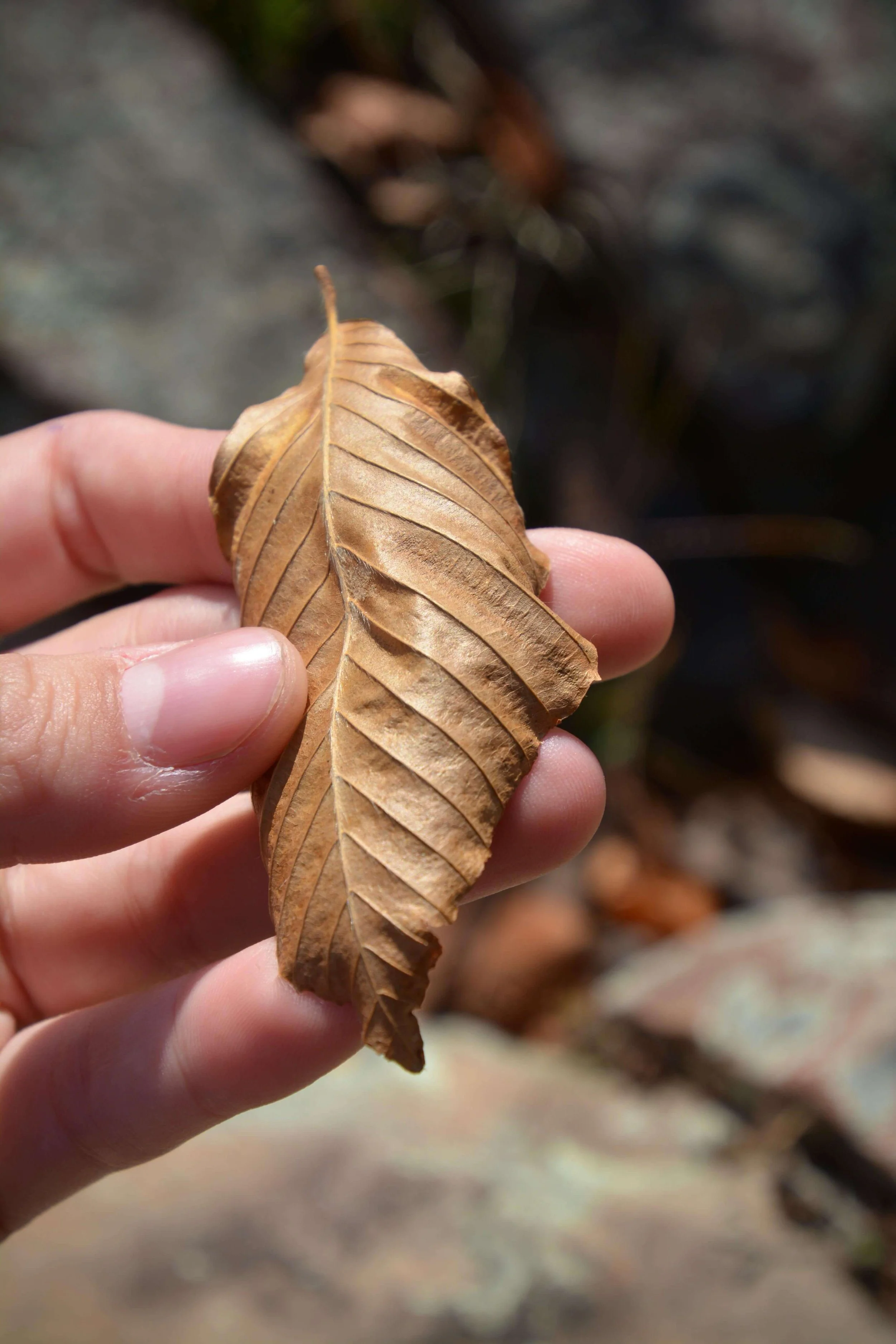 Chanel holding a leaf.