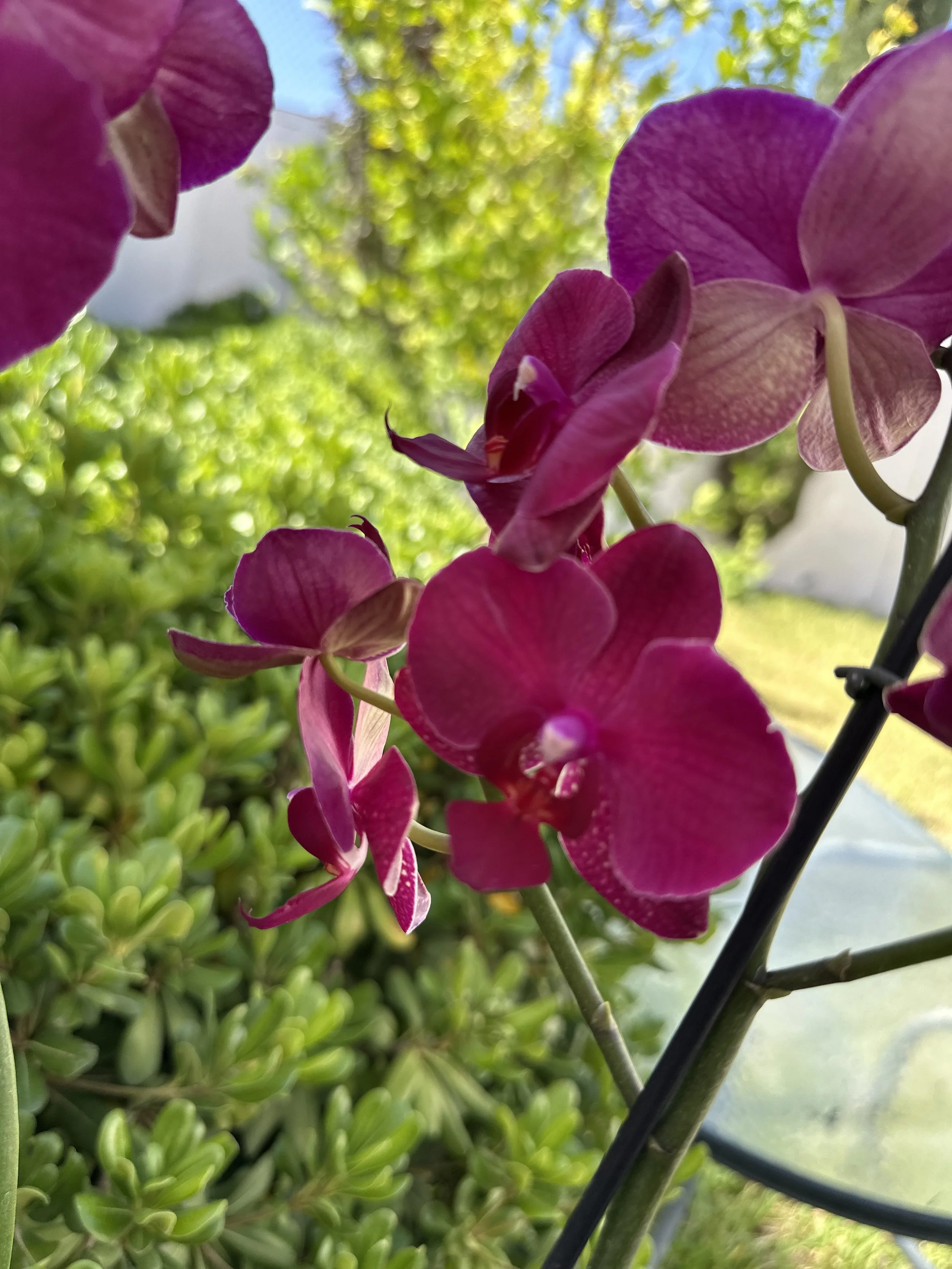 IMG_9198.jpeg