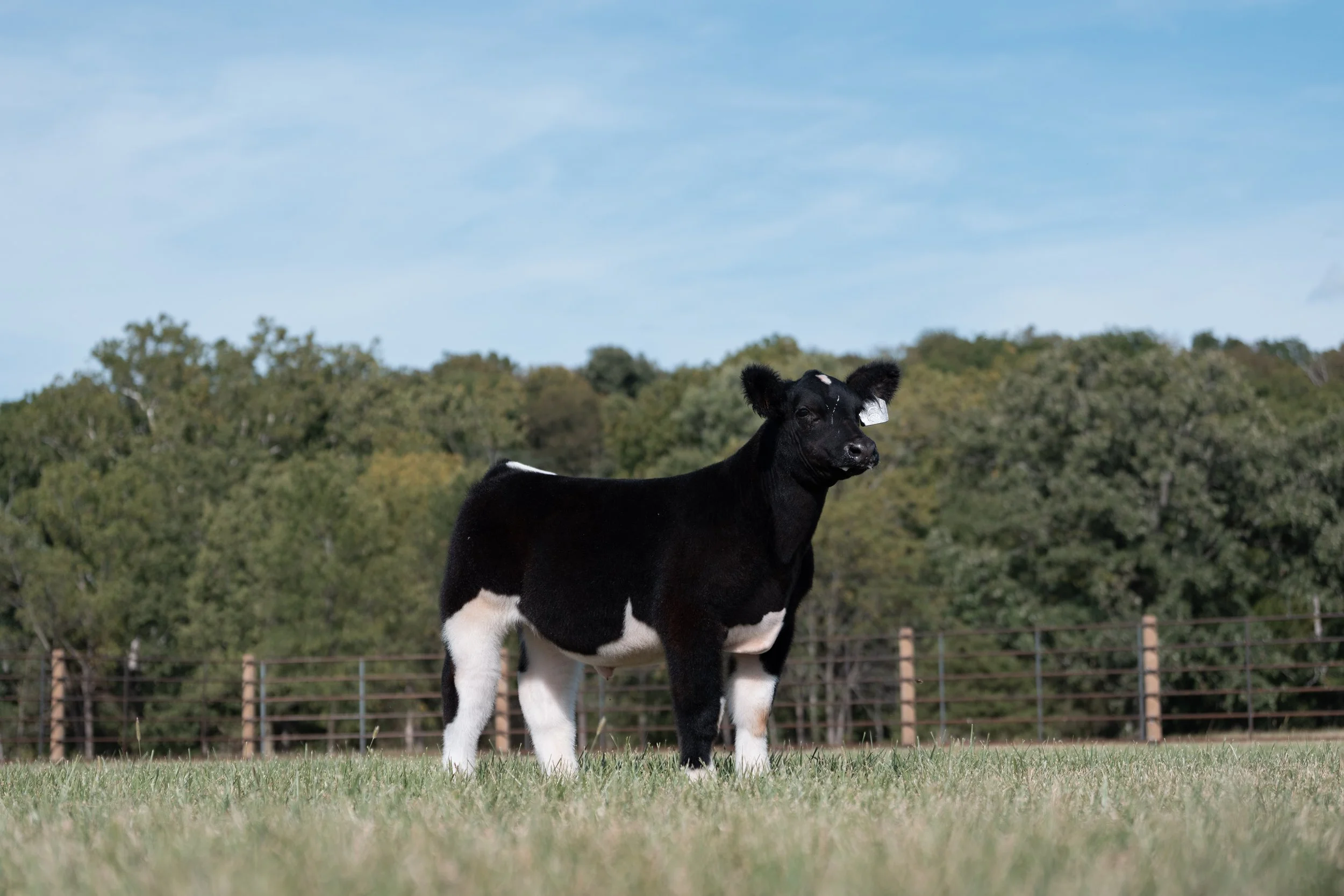 A black and white calf standing on a grassy field near a wooden fence, with trees in the background under a partly cloudy sky.