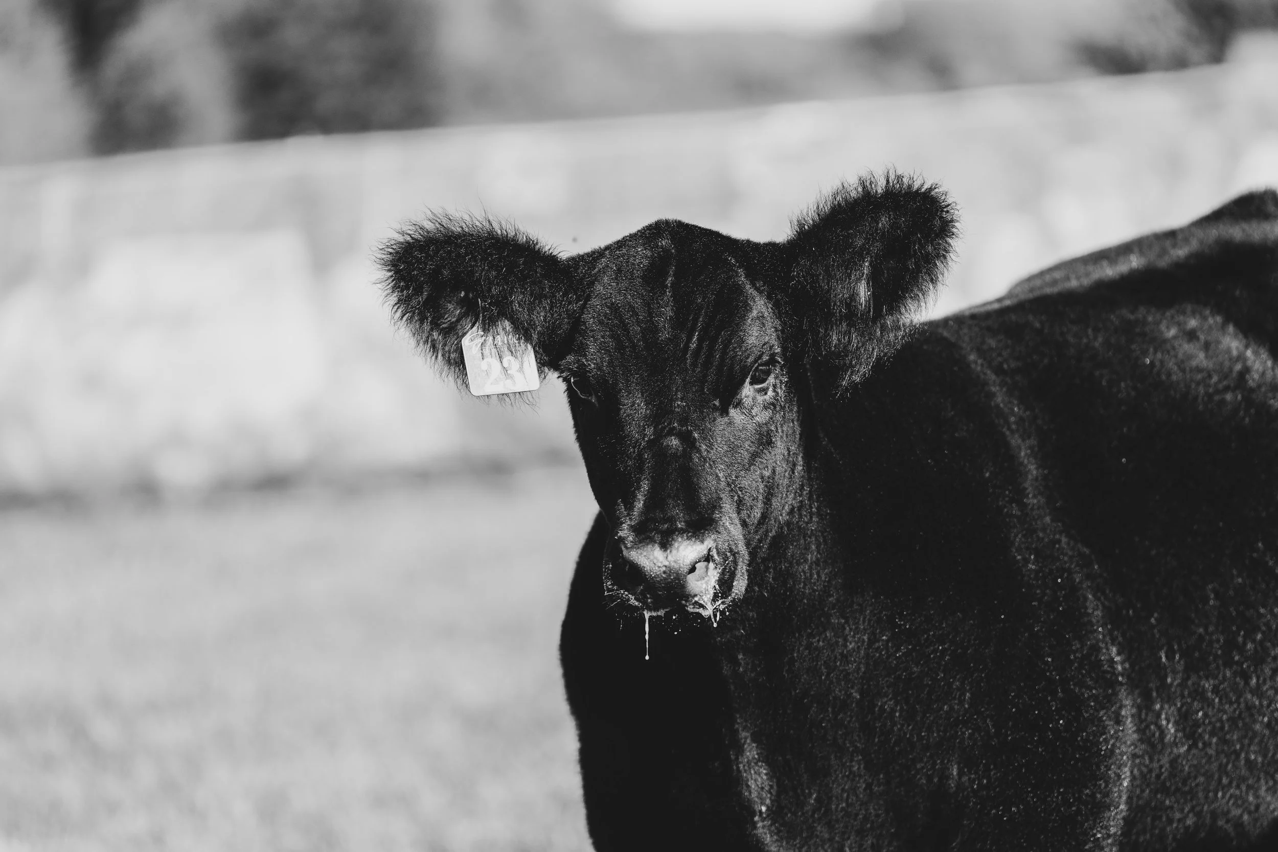Black calf standing outdoors in a field, with wet drool on its mouth, black and white photography.
