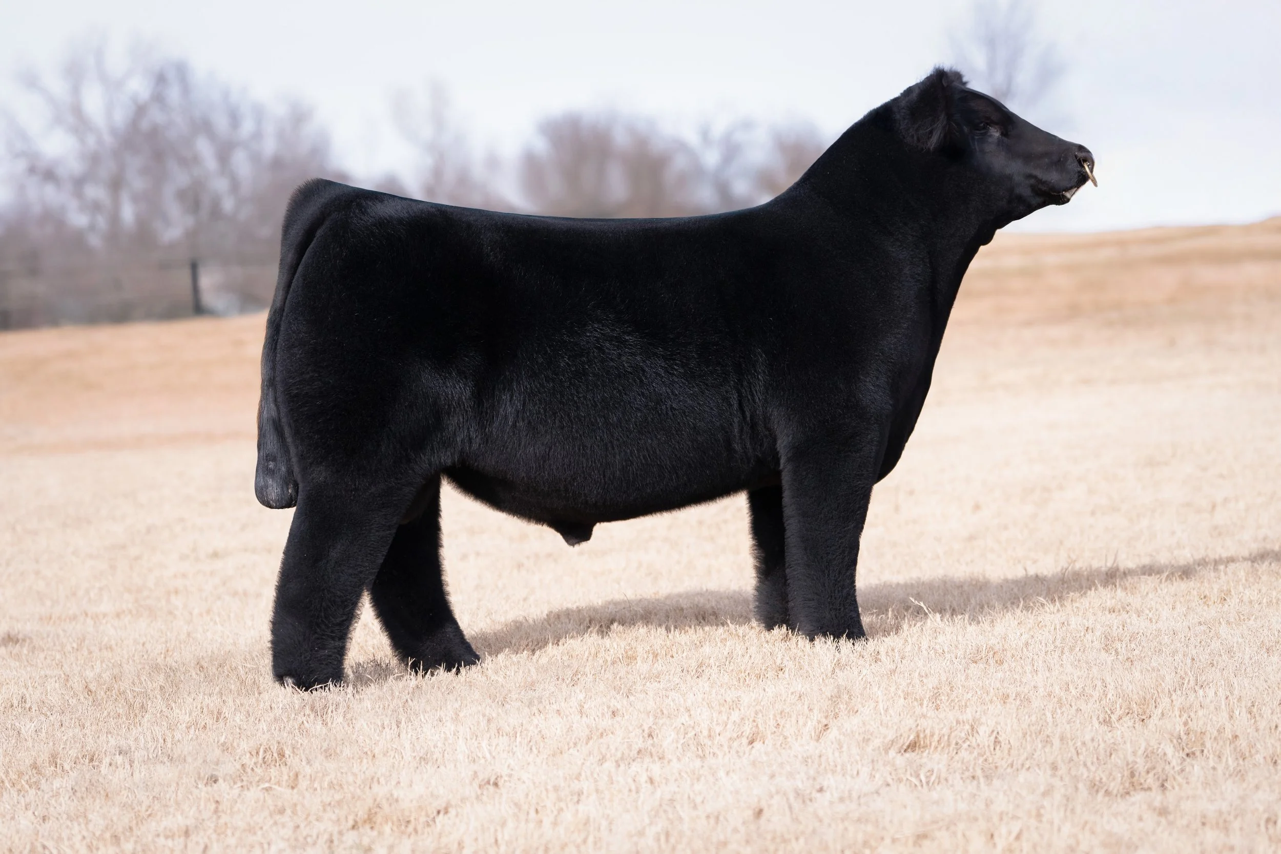 Livestock Photography