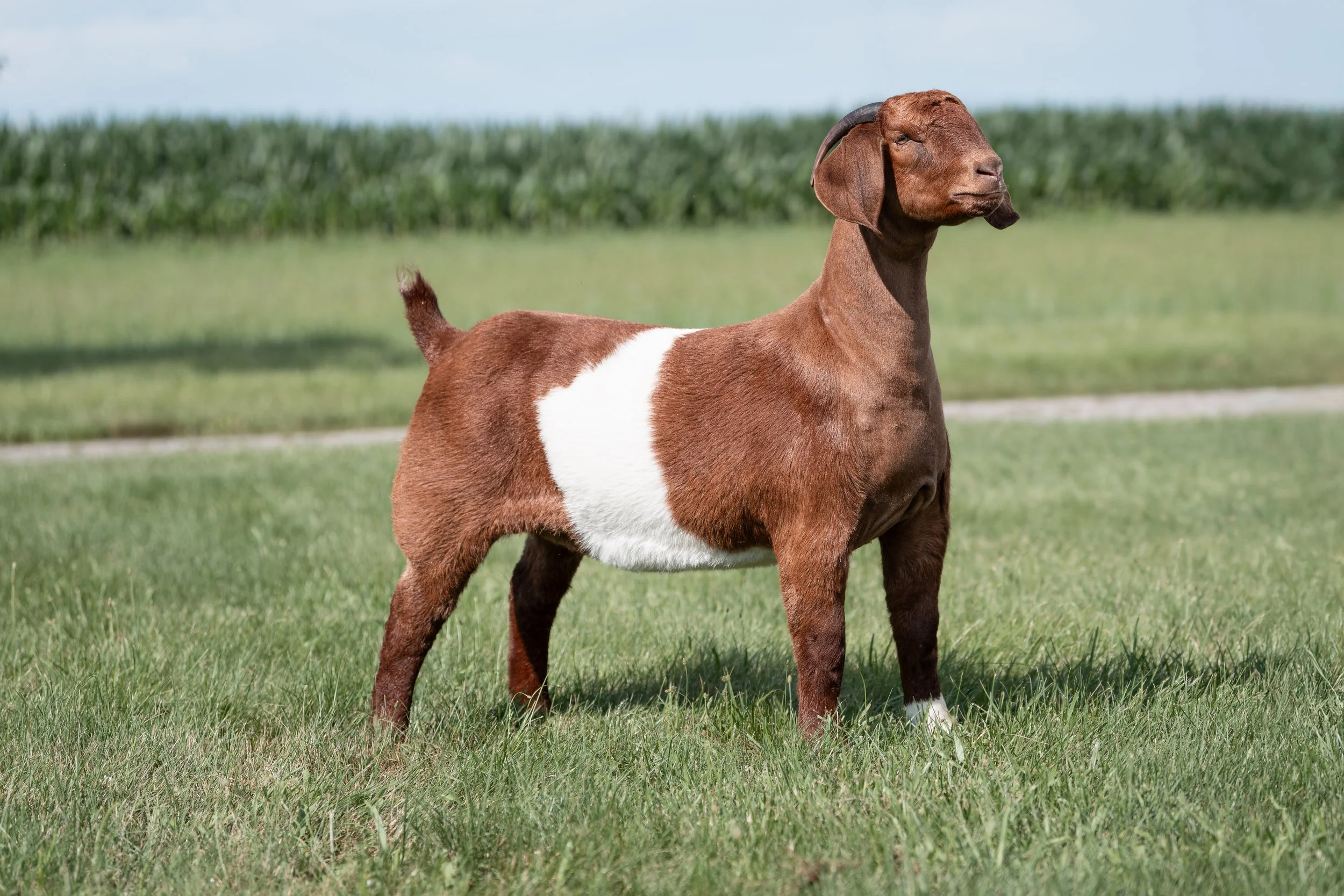 PaintDoe.jpg