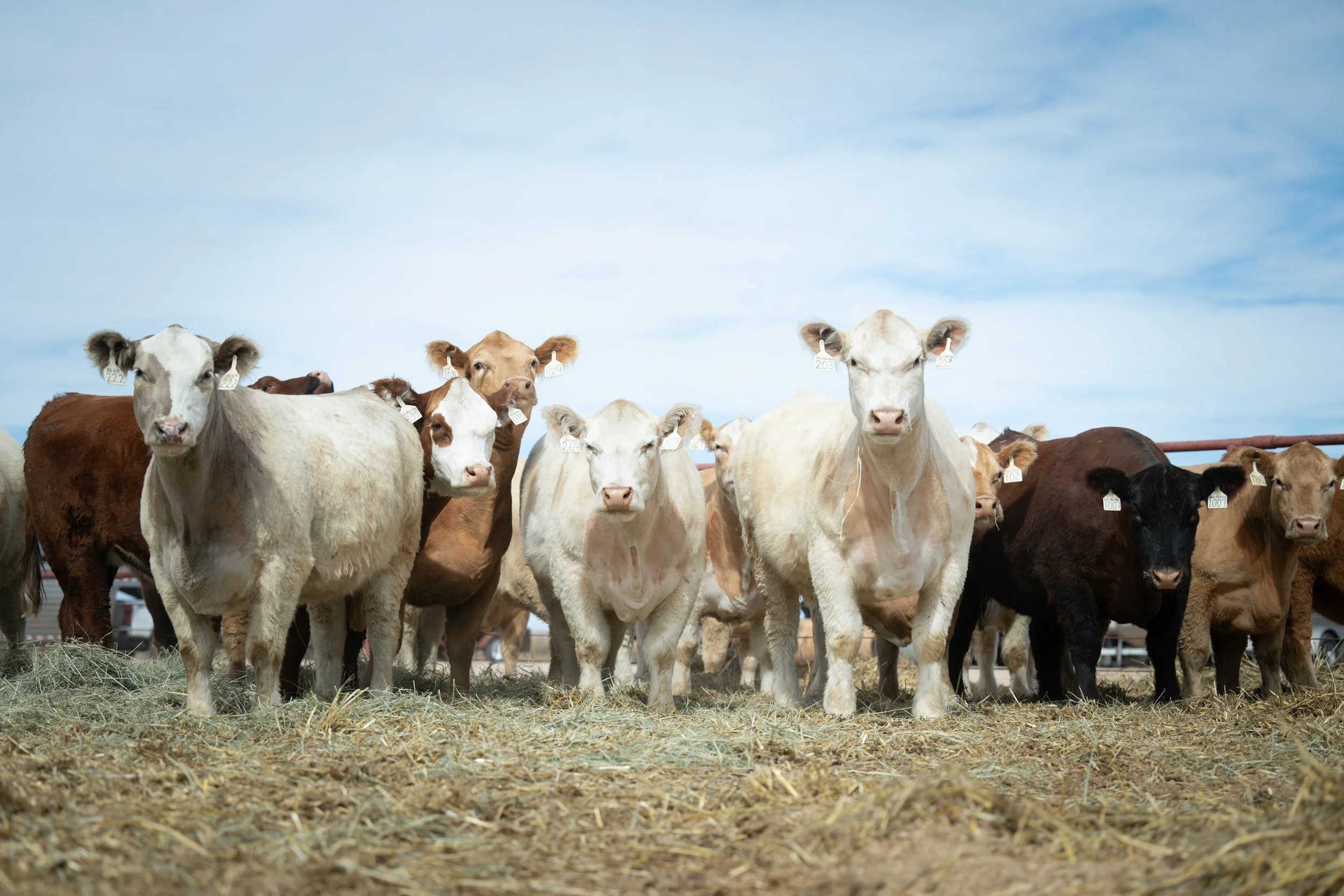 Group of cows standing on a grassy field with a blue sky background.