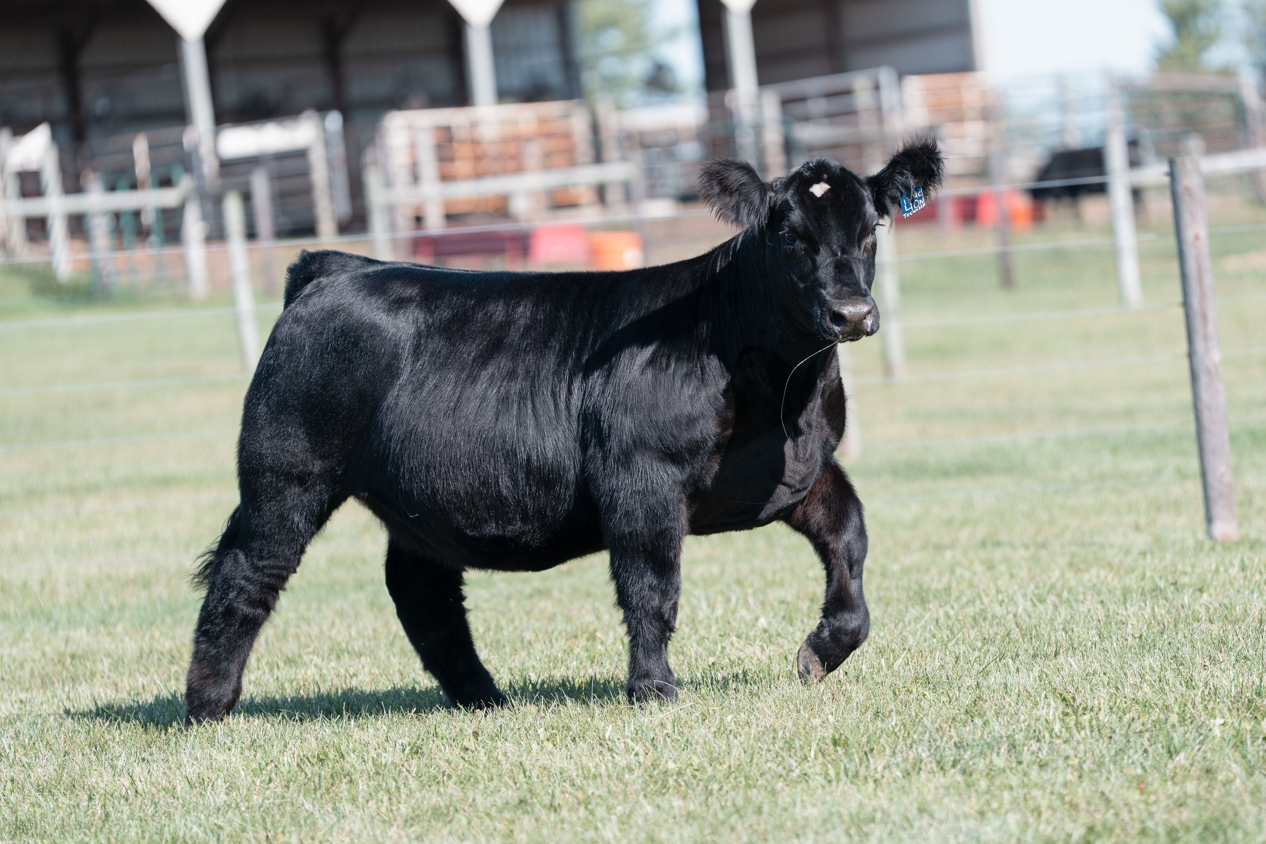 A black calf standing on green grass with a farm building and fencing in the background.