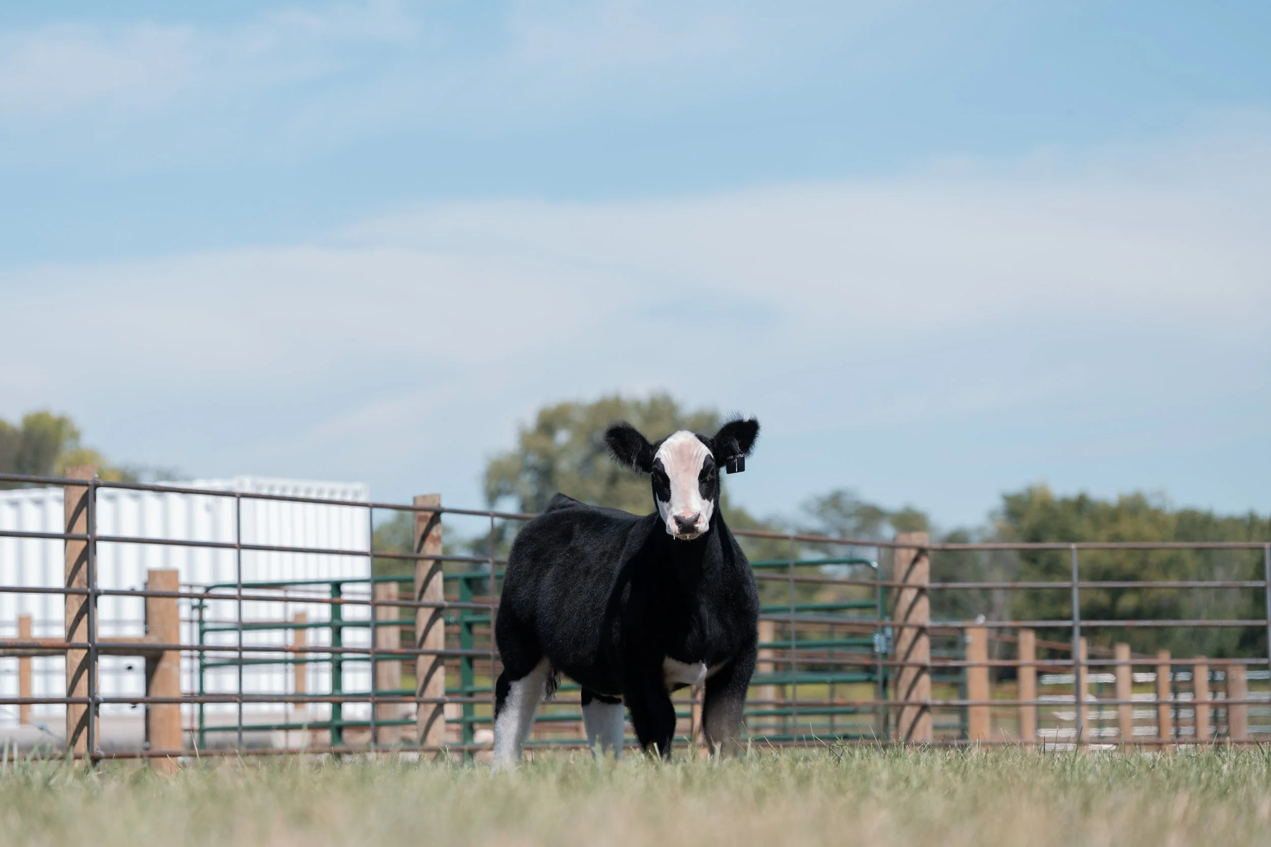 A black and white calf standing on green grass in a farm enclosure with a brown fenced perimeter, trees, and a partly cloudy sky in the background.