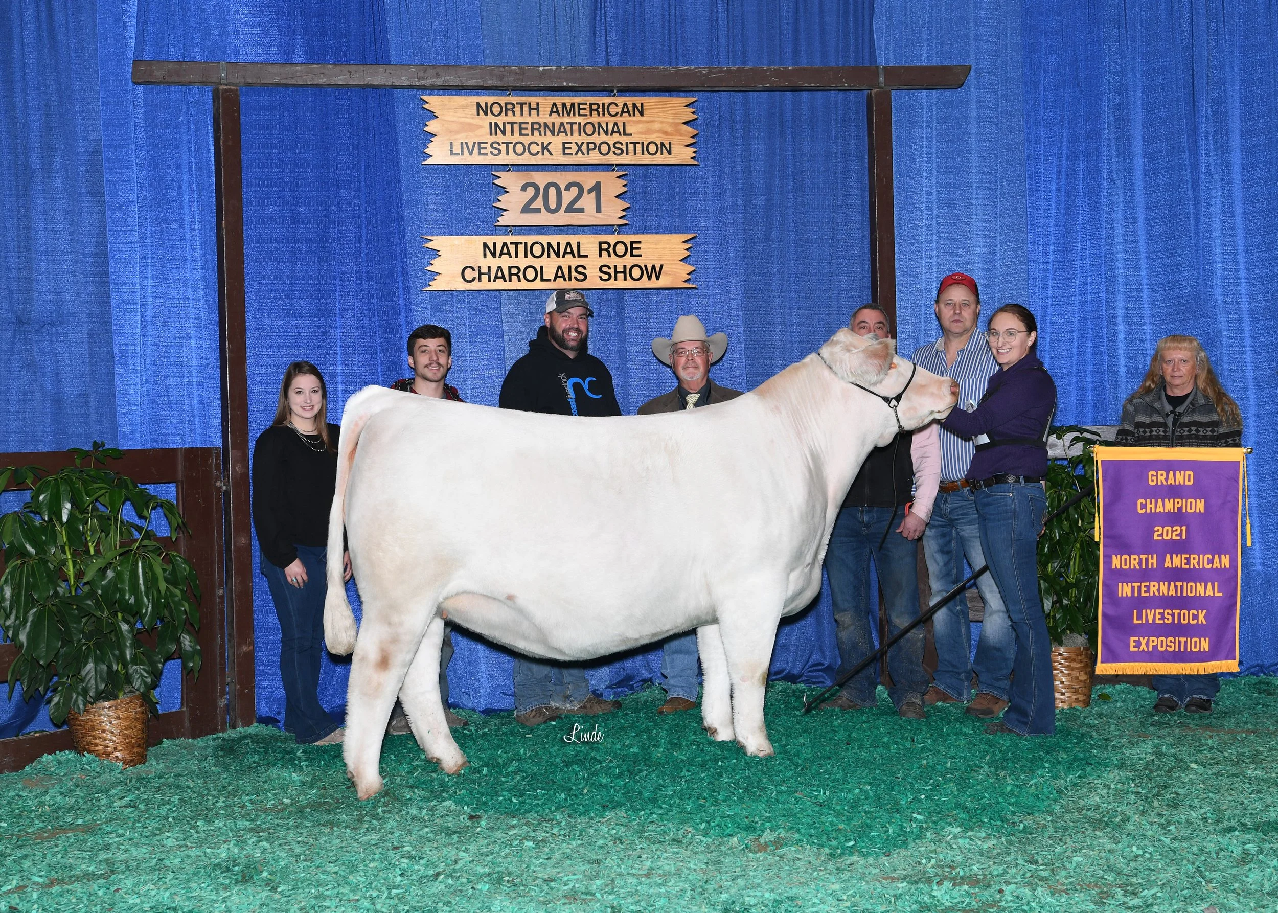 A group of people standing behind a large white cow at the North American International Livestock Exposition 2021. There is a blue curtain background and a purple ribbon on the right that reads 'Grand Champion 2021 North American International Livestock Exposition.'