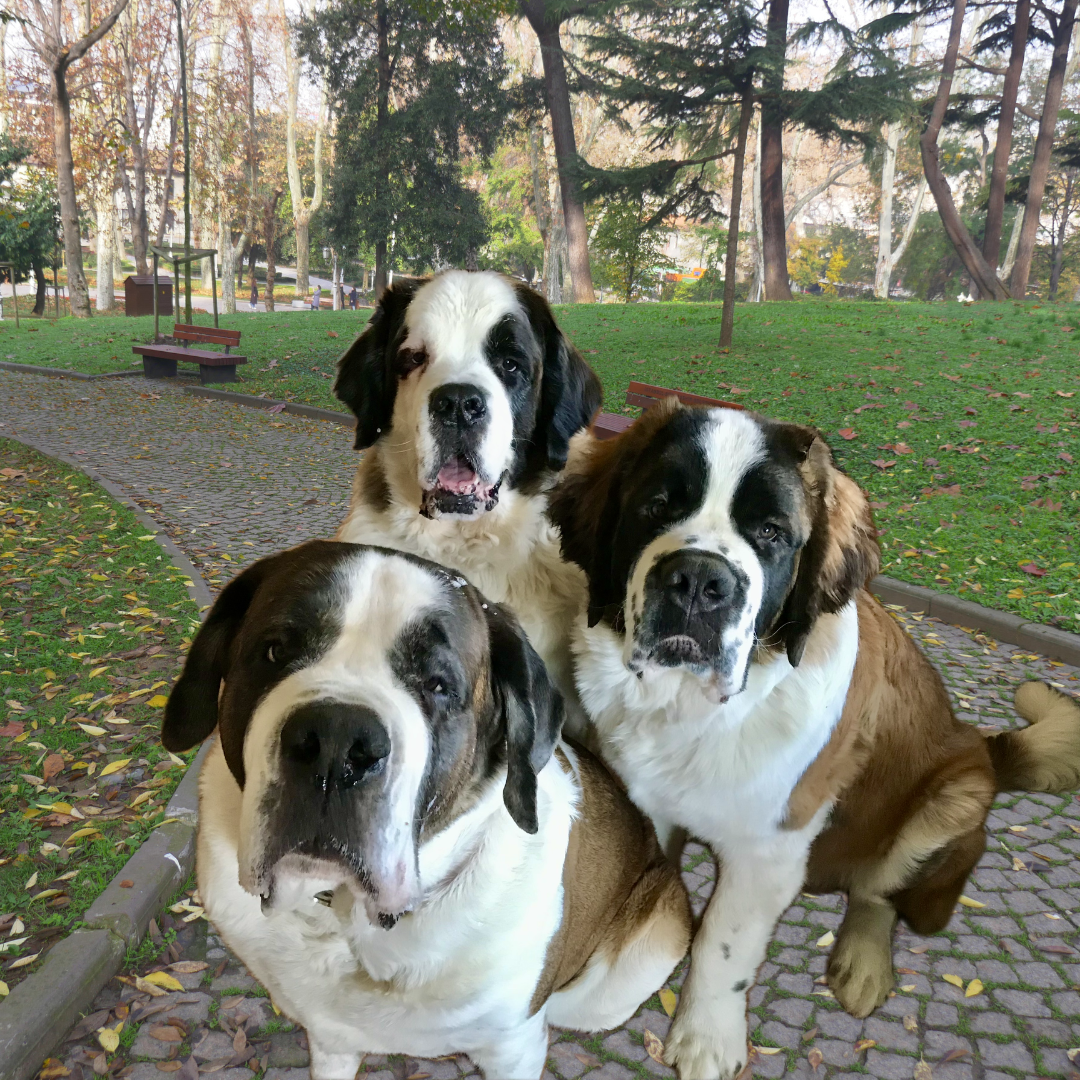 Our three saints Chloe (front), Higgins (back) and Jax (right)