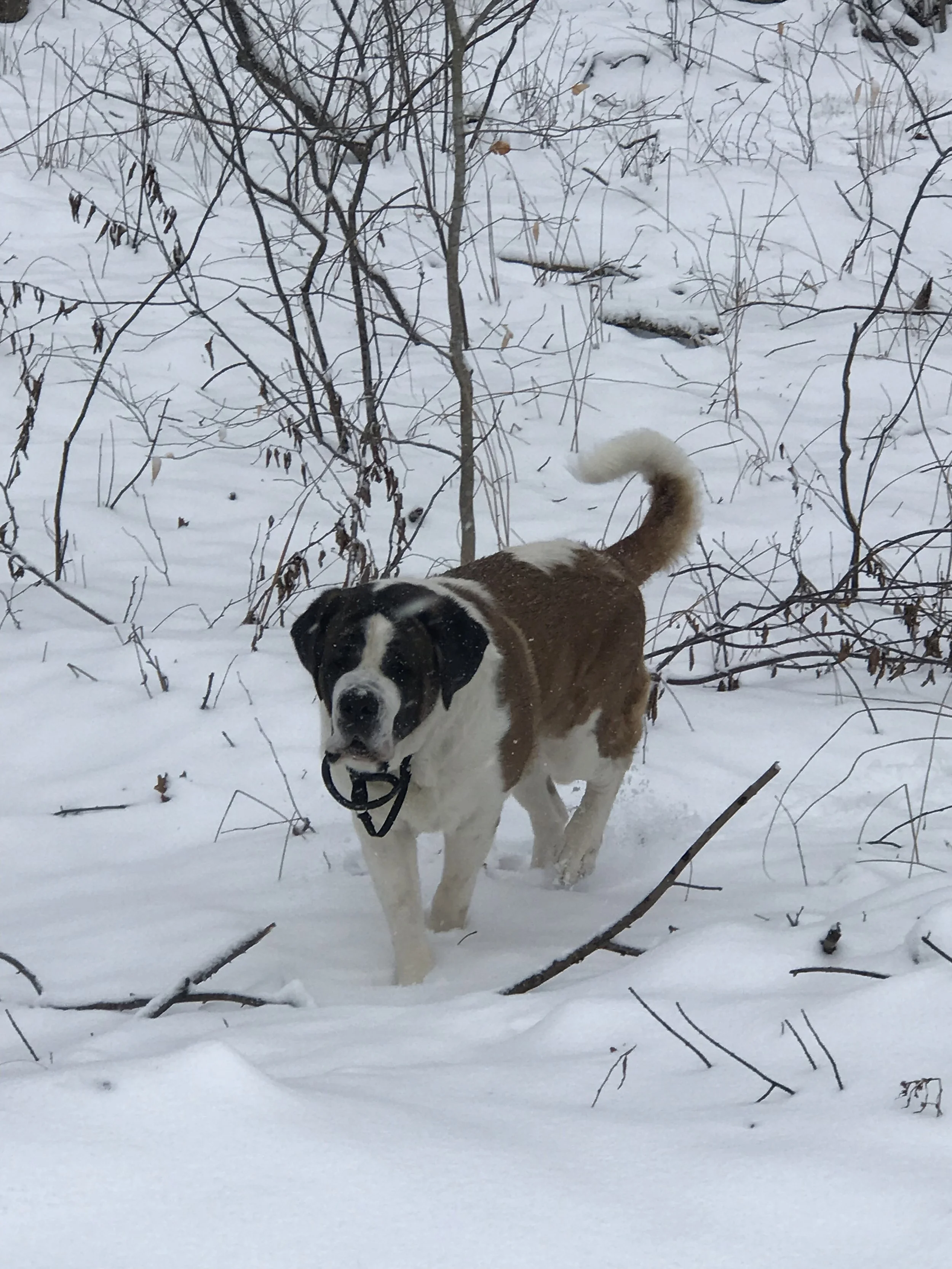 Chloe, Saint Bernard