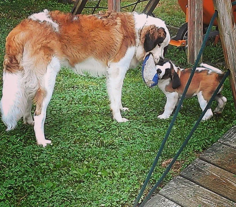 A large adult dog and a small puppy playing tug-of-war with a plush toy outdoors on green grass.