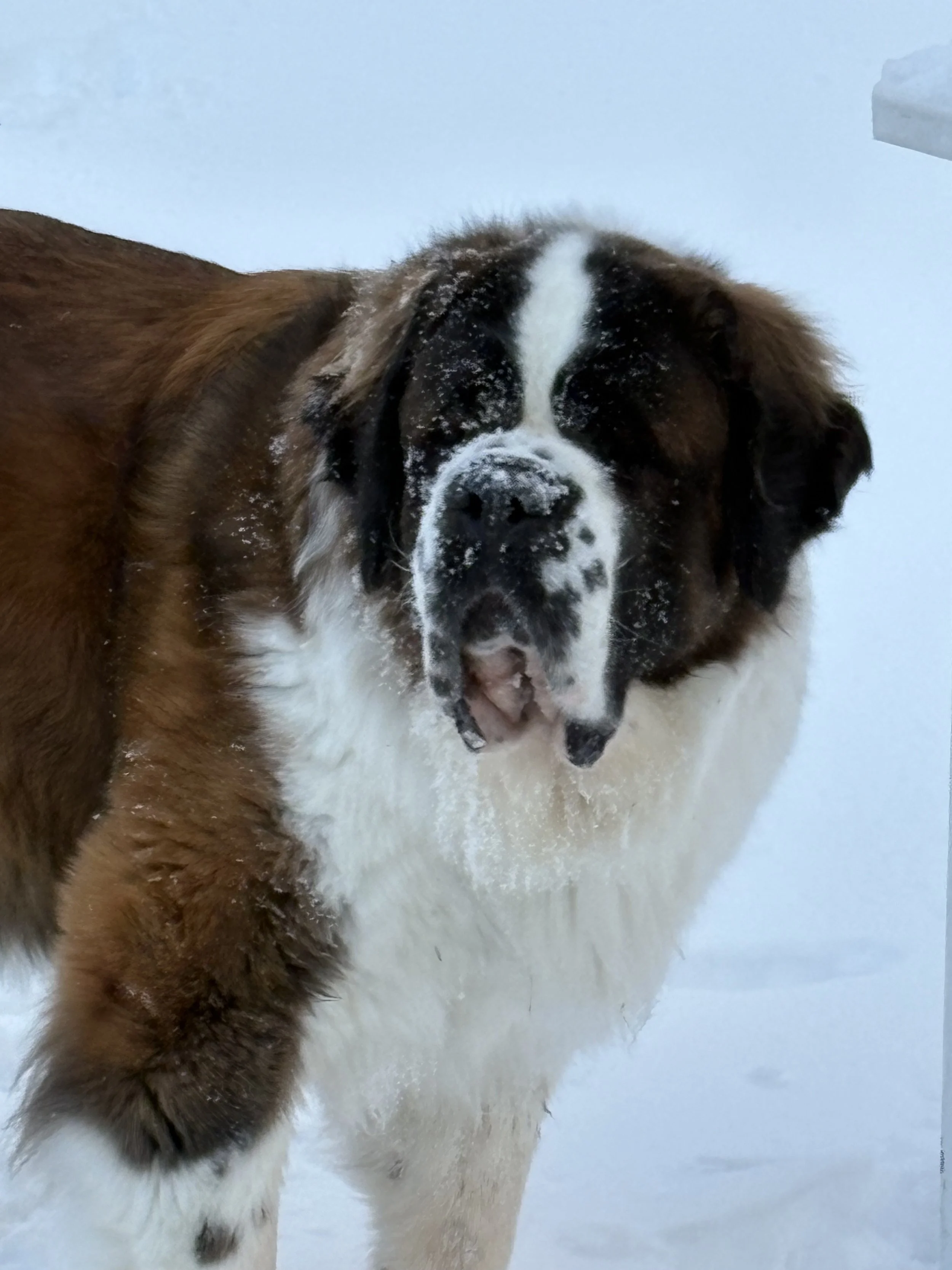 Big Jax, Saint Bernard