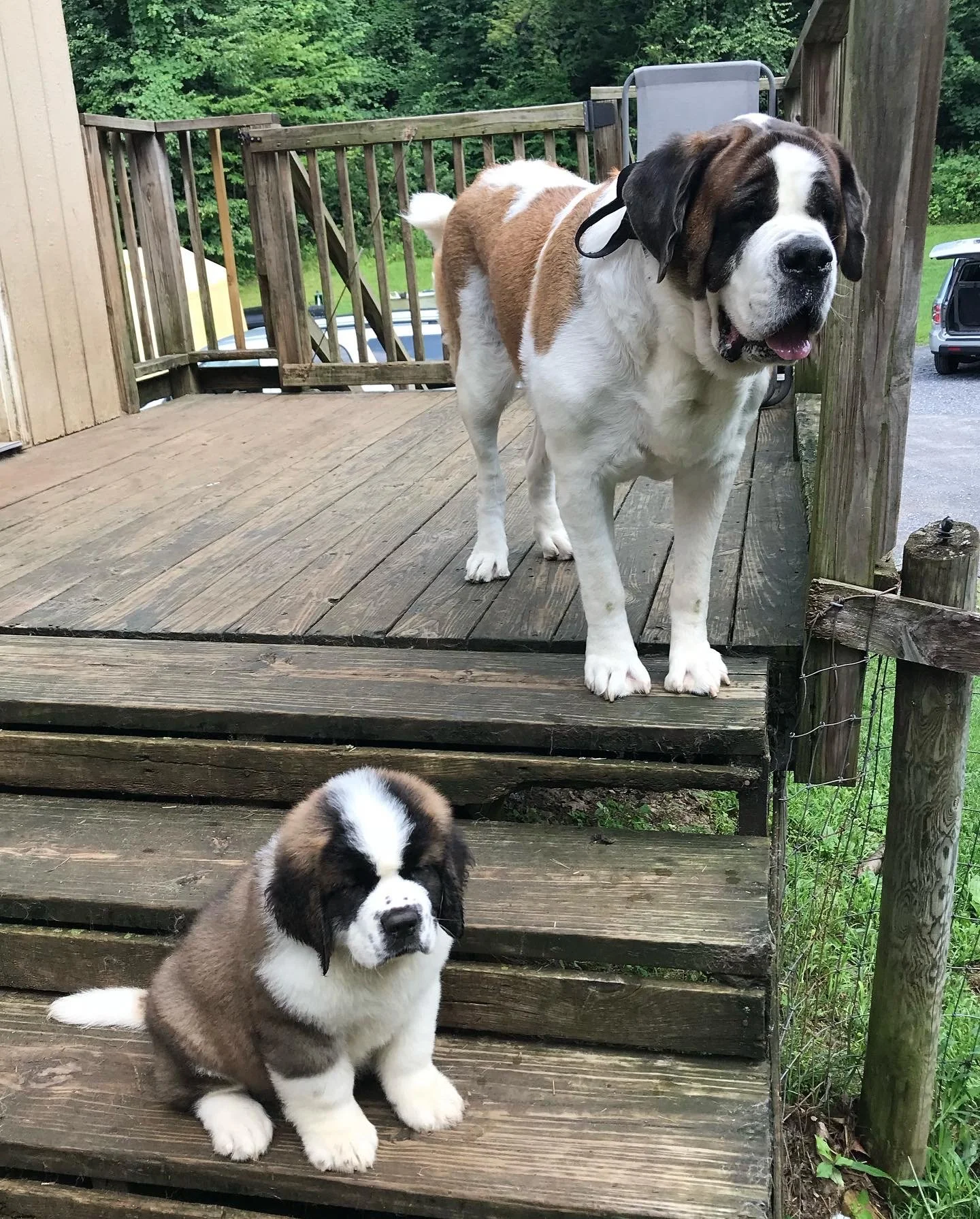 A large adult Saint Bernard dog standing on a wooden porch next to a gate, and a small puppy sitting on the steps below, in an outdoor setting with green trees in the background.