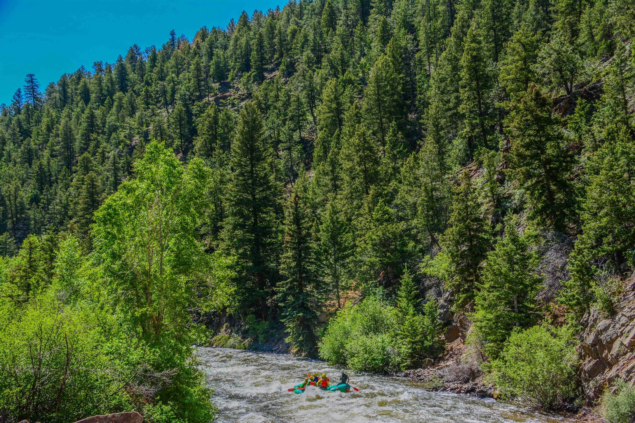 People rafting on a river surrounded by tall green pine trees in a mountainous forest.