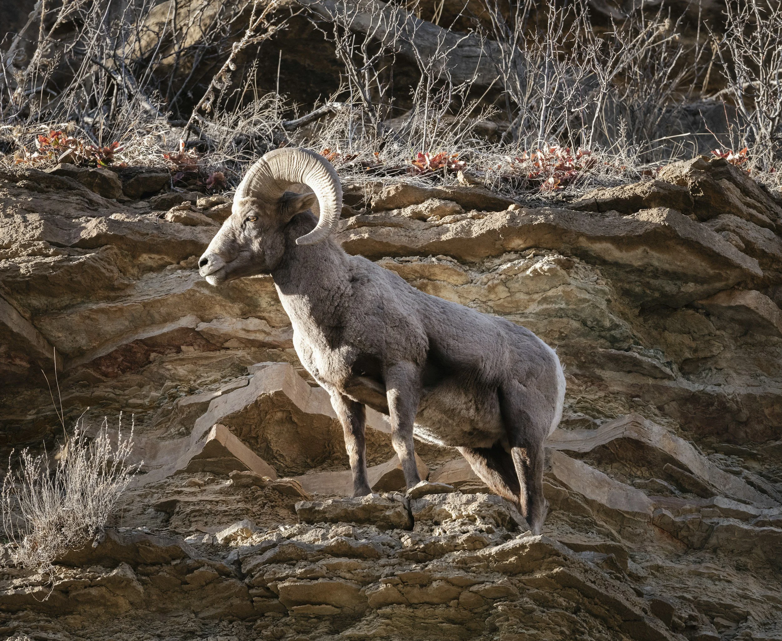 A bighorn sheep standing on rocky terrain with a background of rock and dry plants.