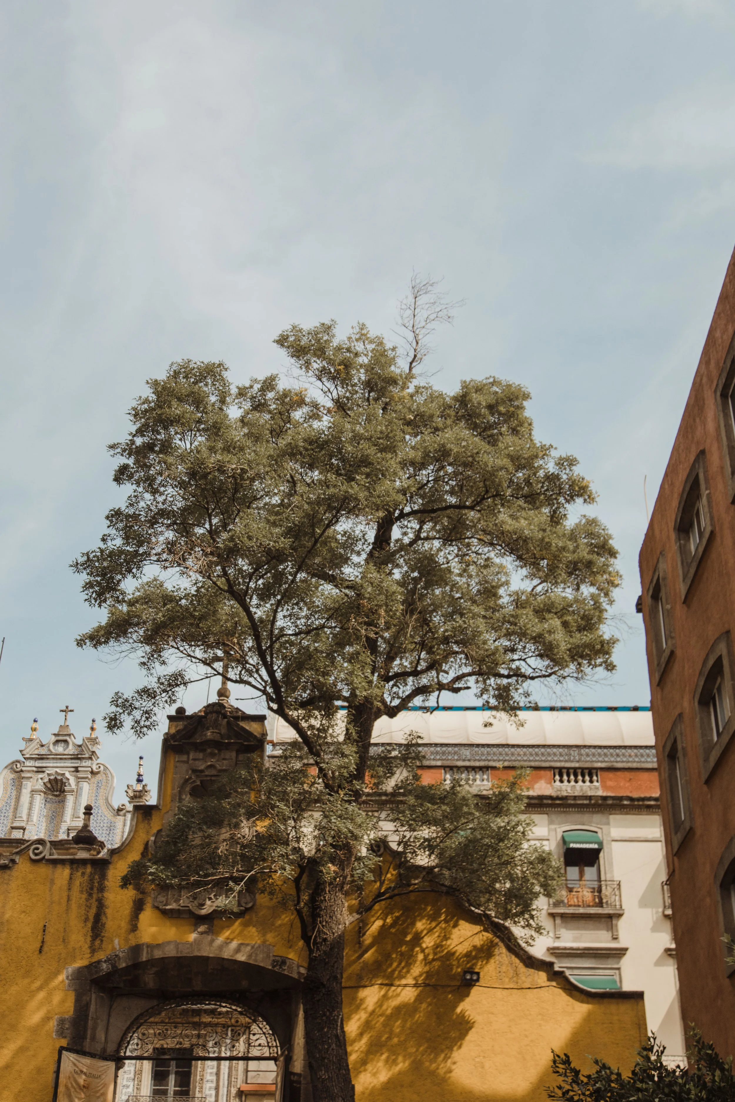 A large tree with dense green foliage growing in front of historic buildings with colorful facades in an urban setting.