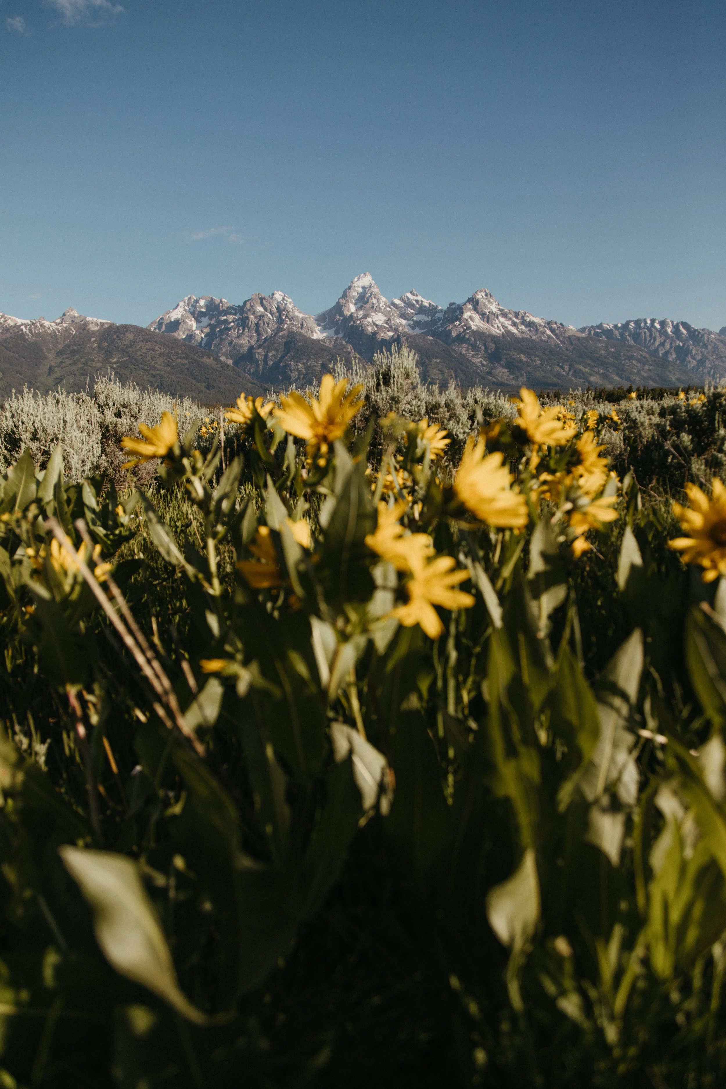 Yellow flowers in a field with snow-capped mountains in the background and a clear blue sky.