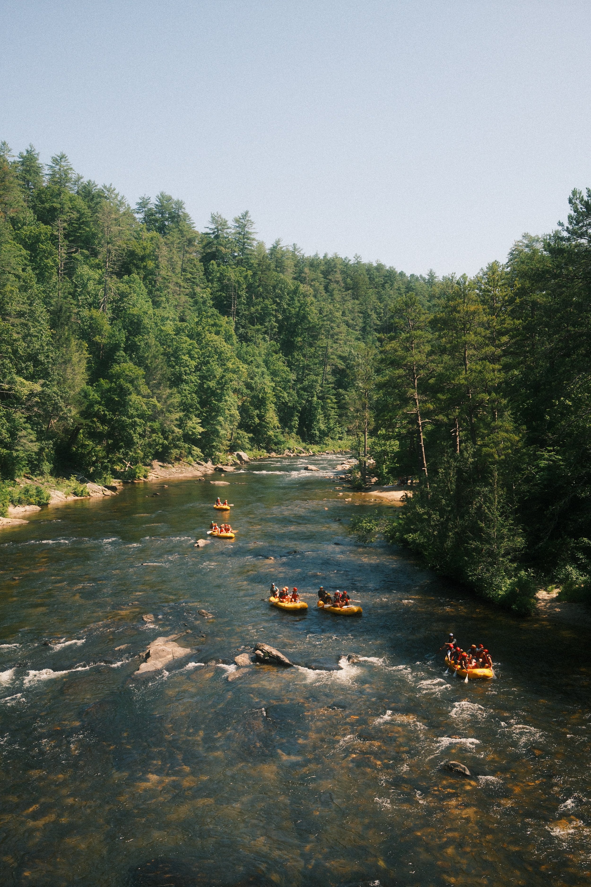 People white water rafting on a river surrounded by dense green forest under a clear sky.
