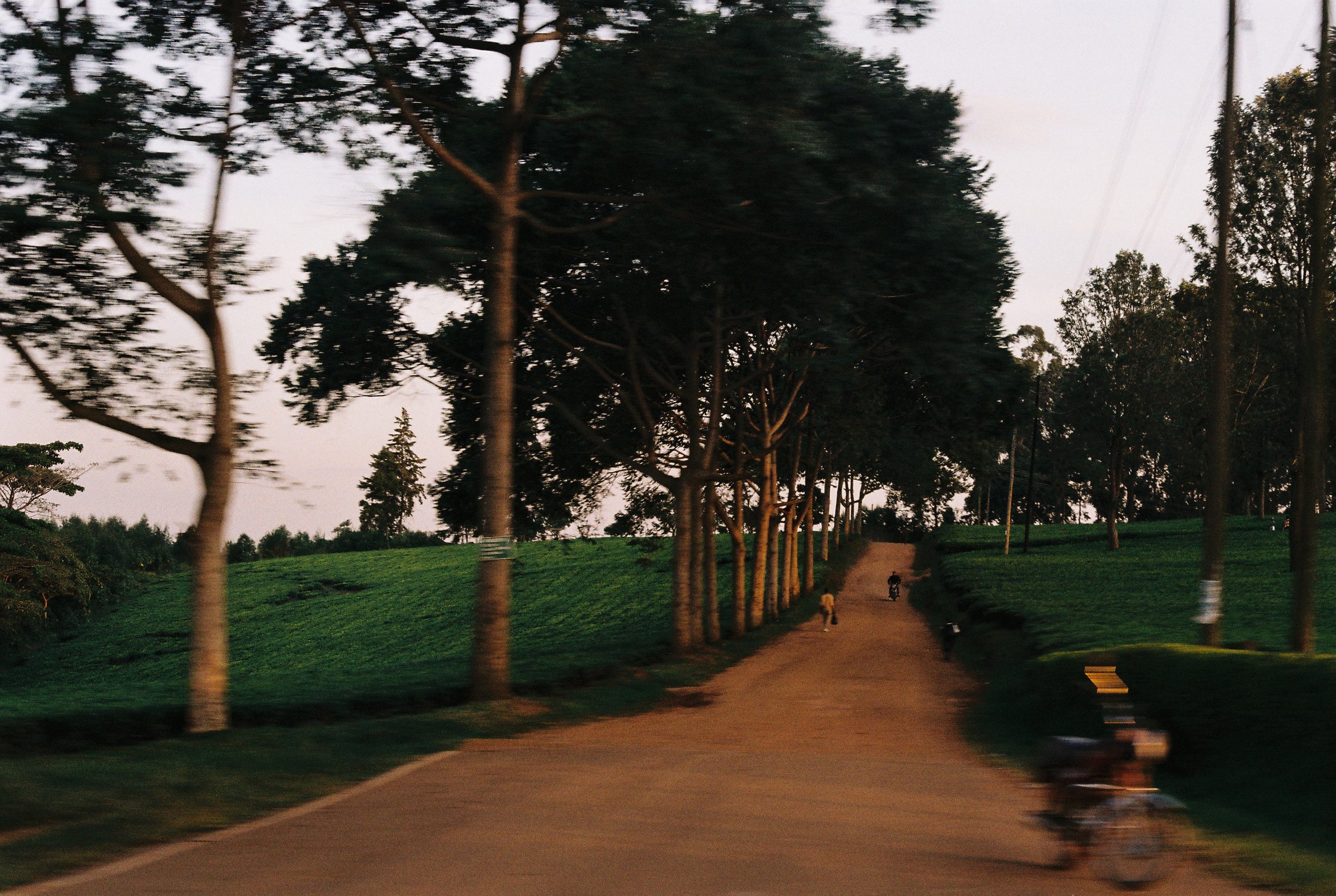 A dirt road with several large trees on both sides, green fields, and a few people and motorcycles in the distance, during the evening or sunset.