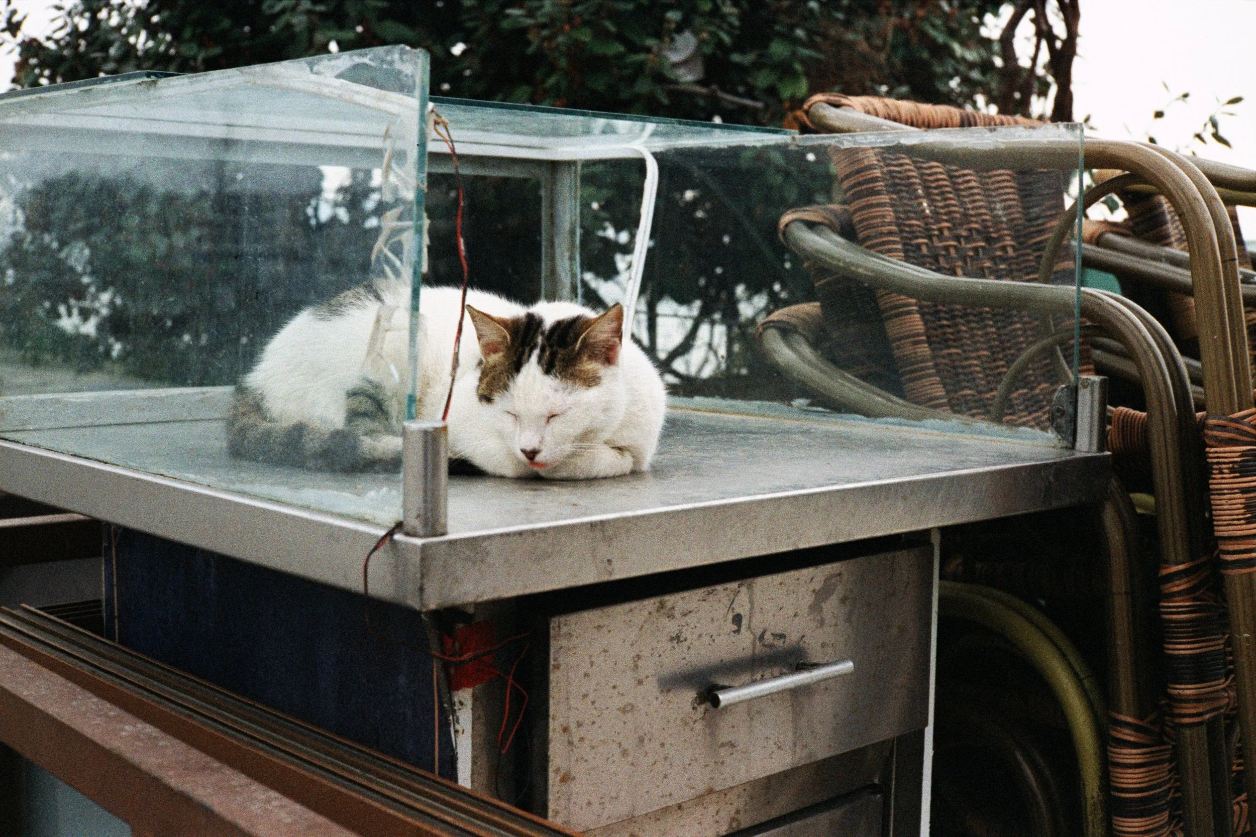 Slumber Within the Vitrine of Time