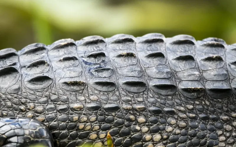 transverse-rows-epidermal-scutes-back-american-alligator-american-alligator-s-body-hide-covered-hard-201195266.webp