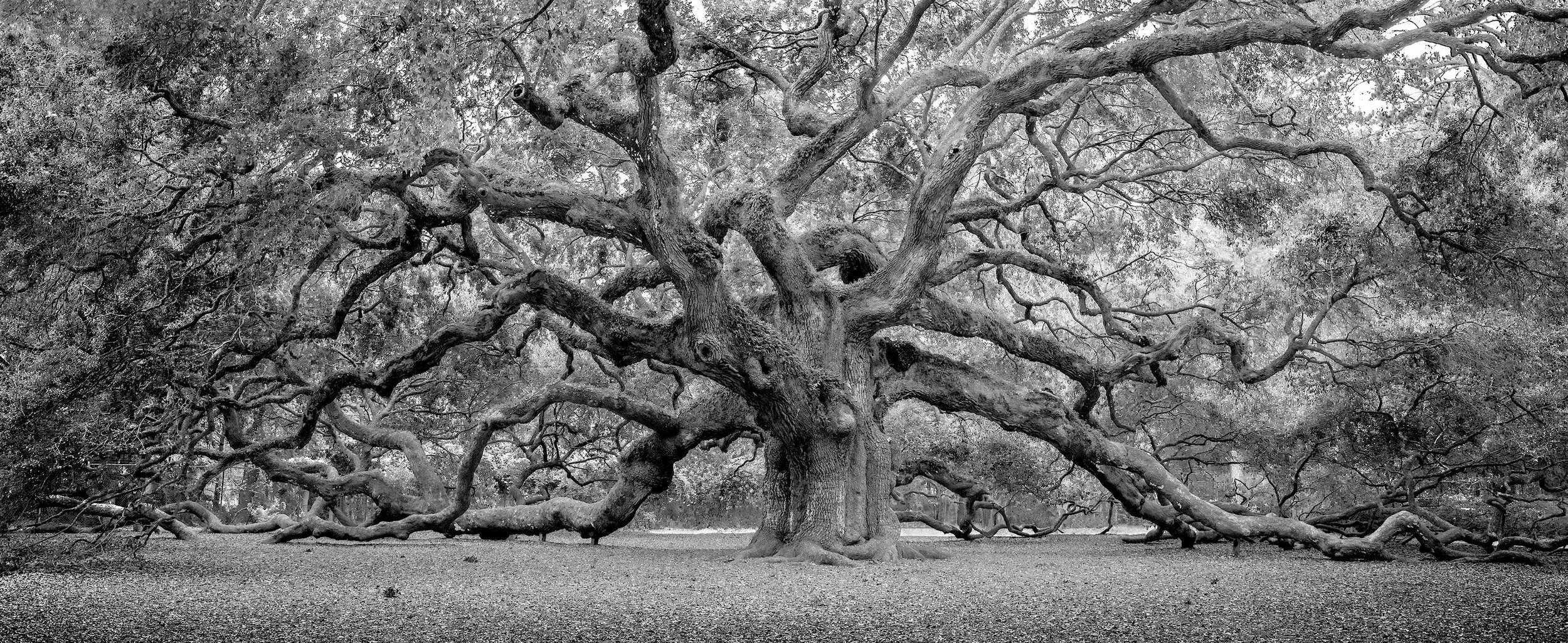 Angel-Oak-SC.jpg